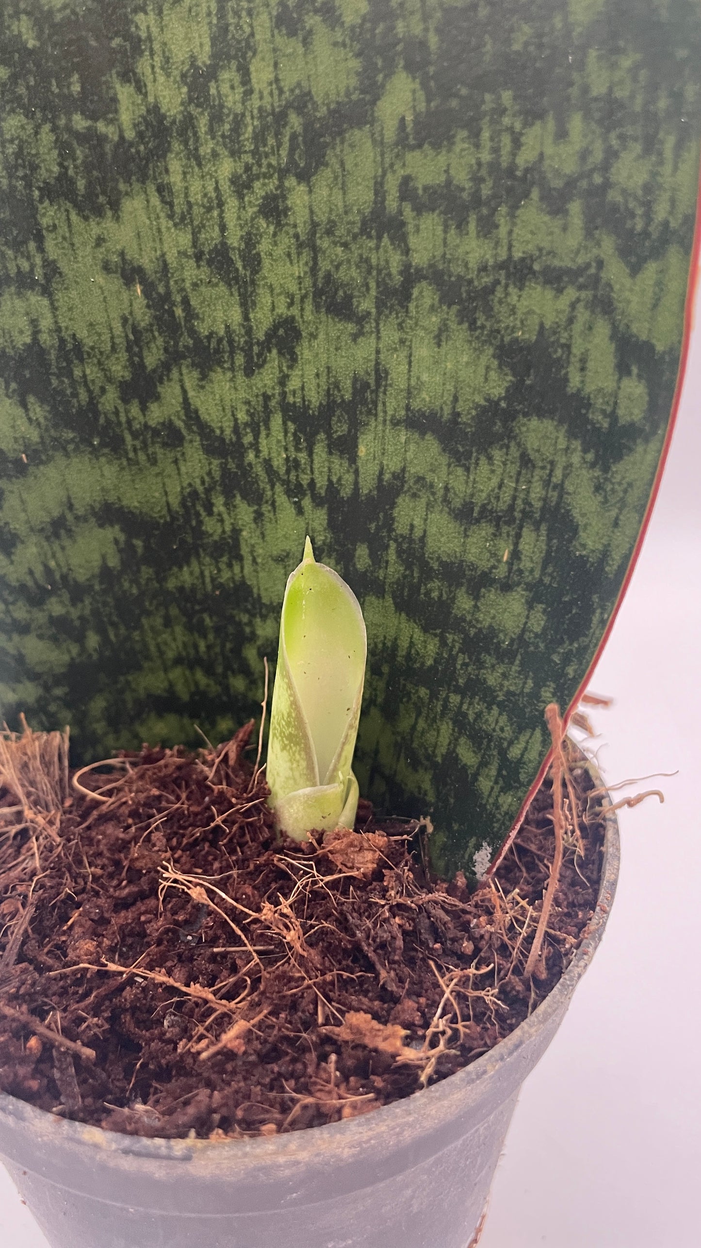 Sansevieria Masoniana Whale Fin