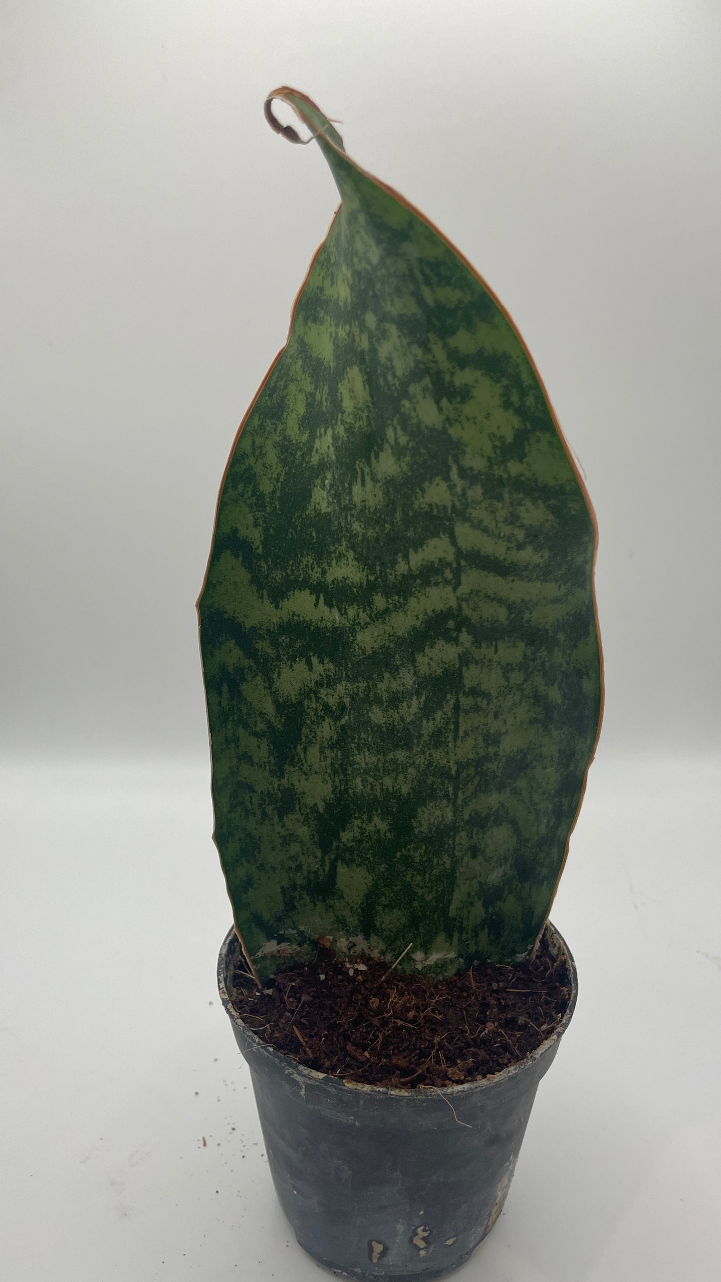 Sansevieria Masoniana Whale Fin