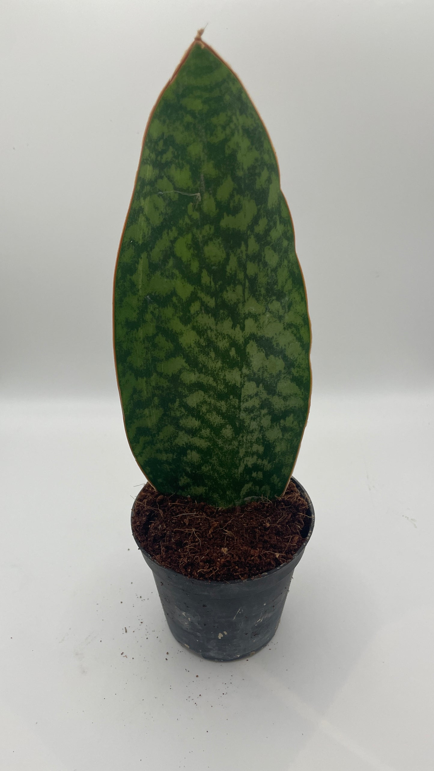 Sansevieria Masoniana Whale Fin