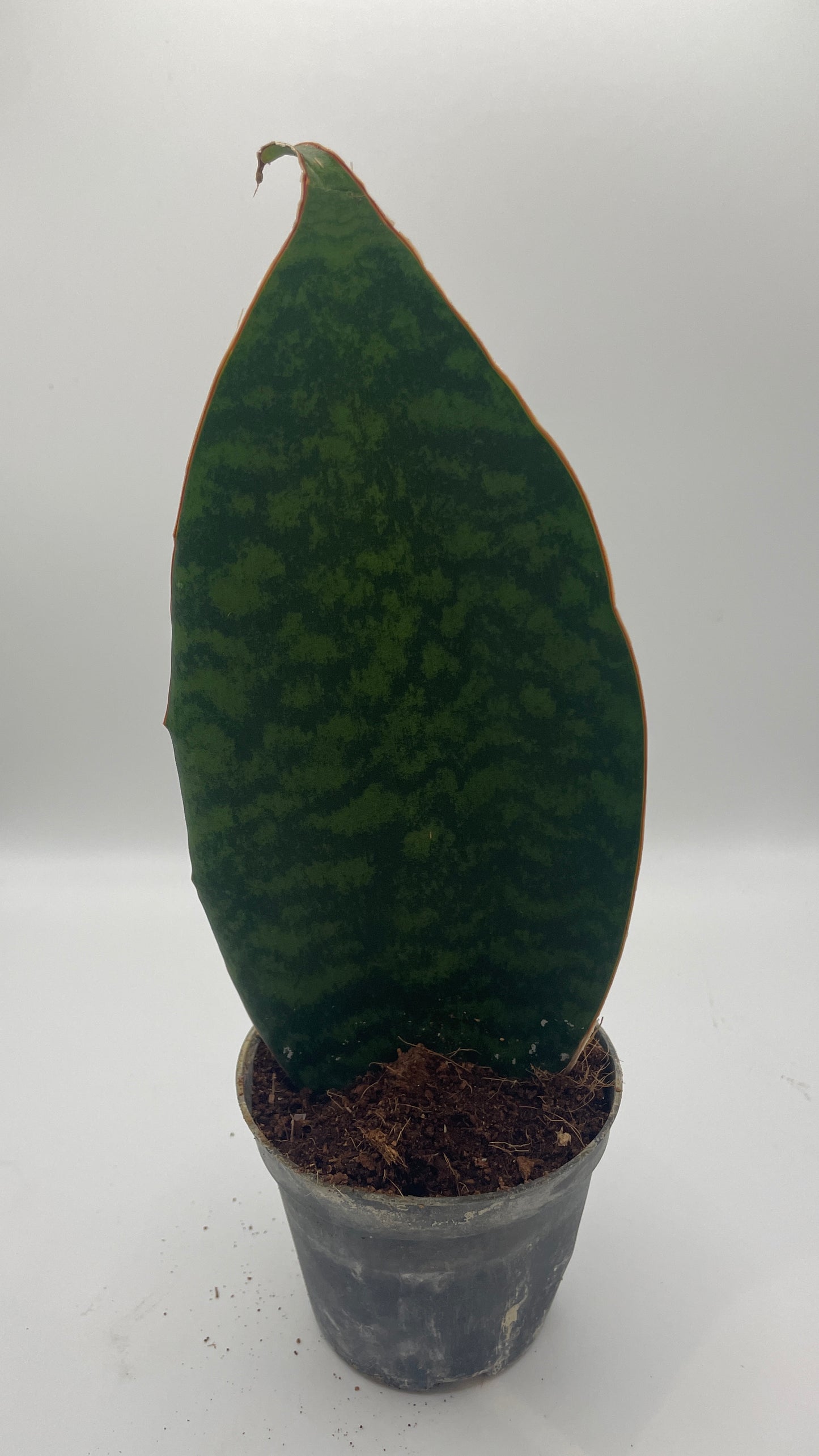 Sansevieria Masoniana Whale Fin