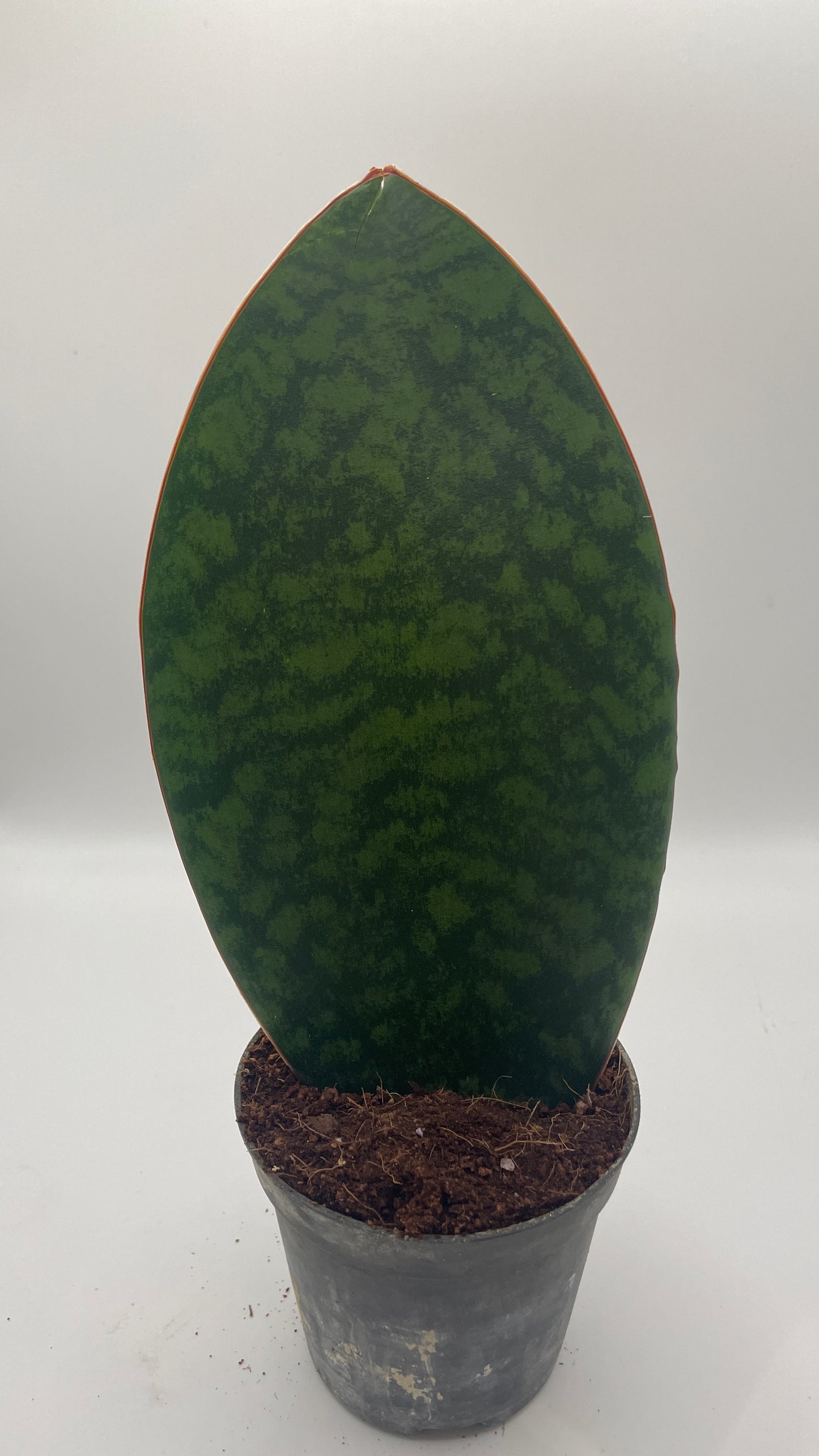 Sansevieria Masoniana Whale Fin