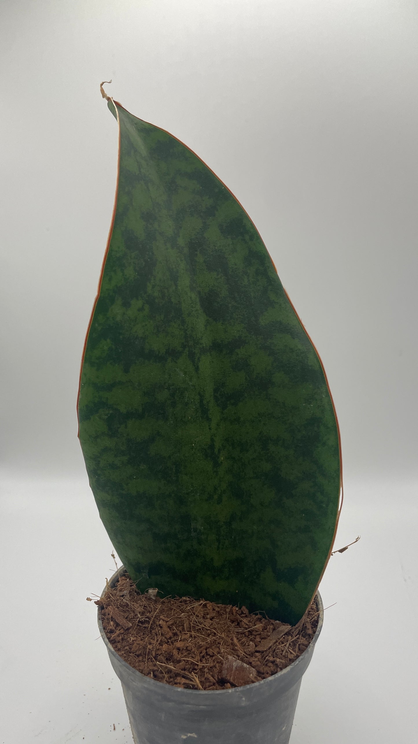 Sansevieria Masoniana Whale Fin