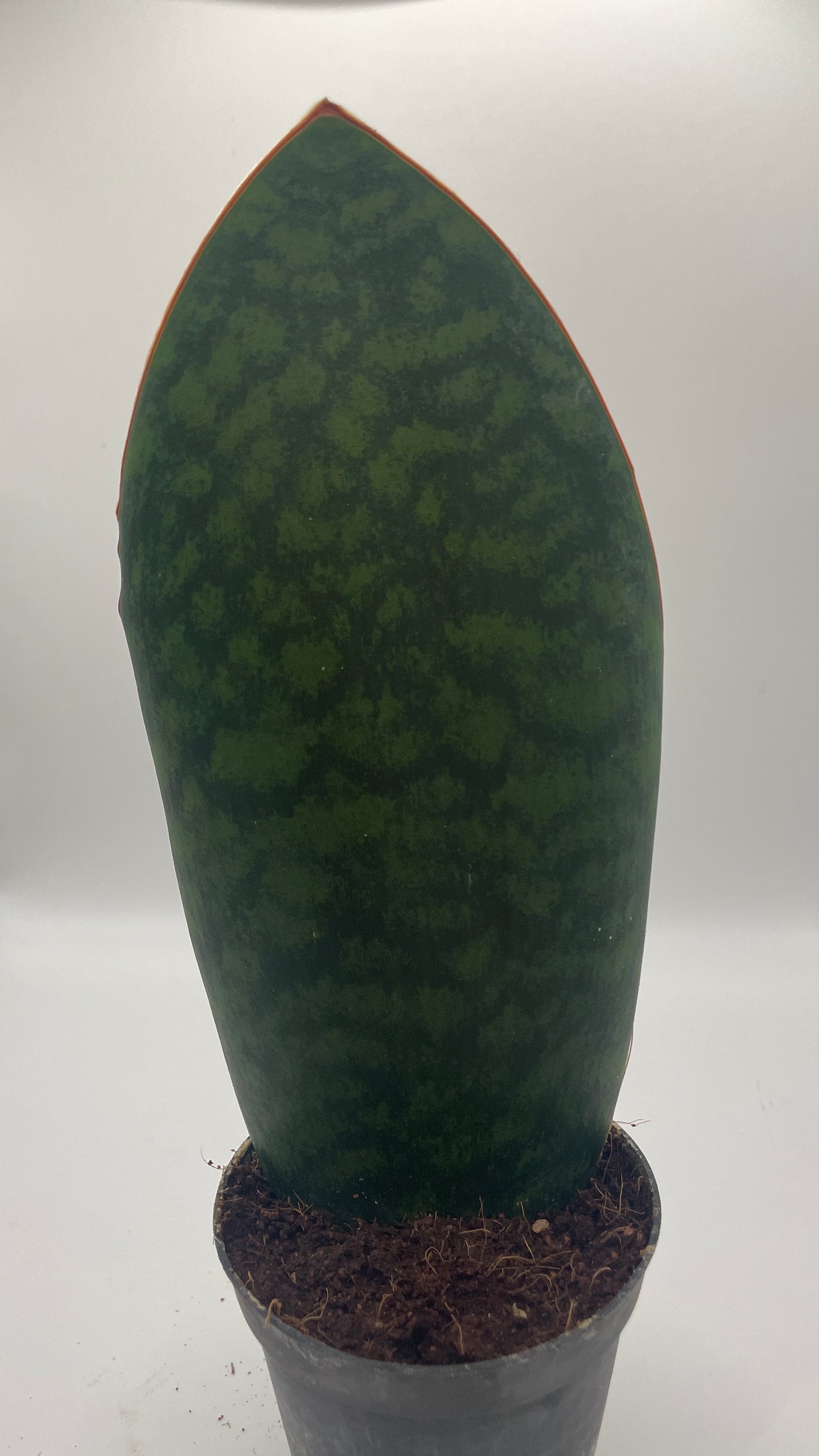 Sansevieria Masoniana Whale Fin