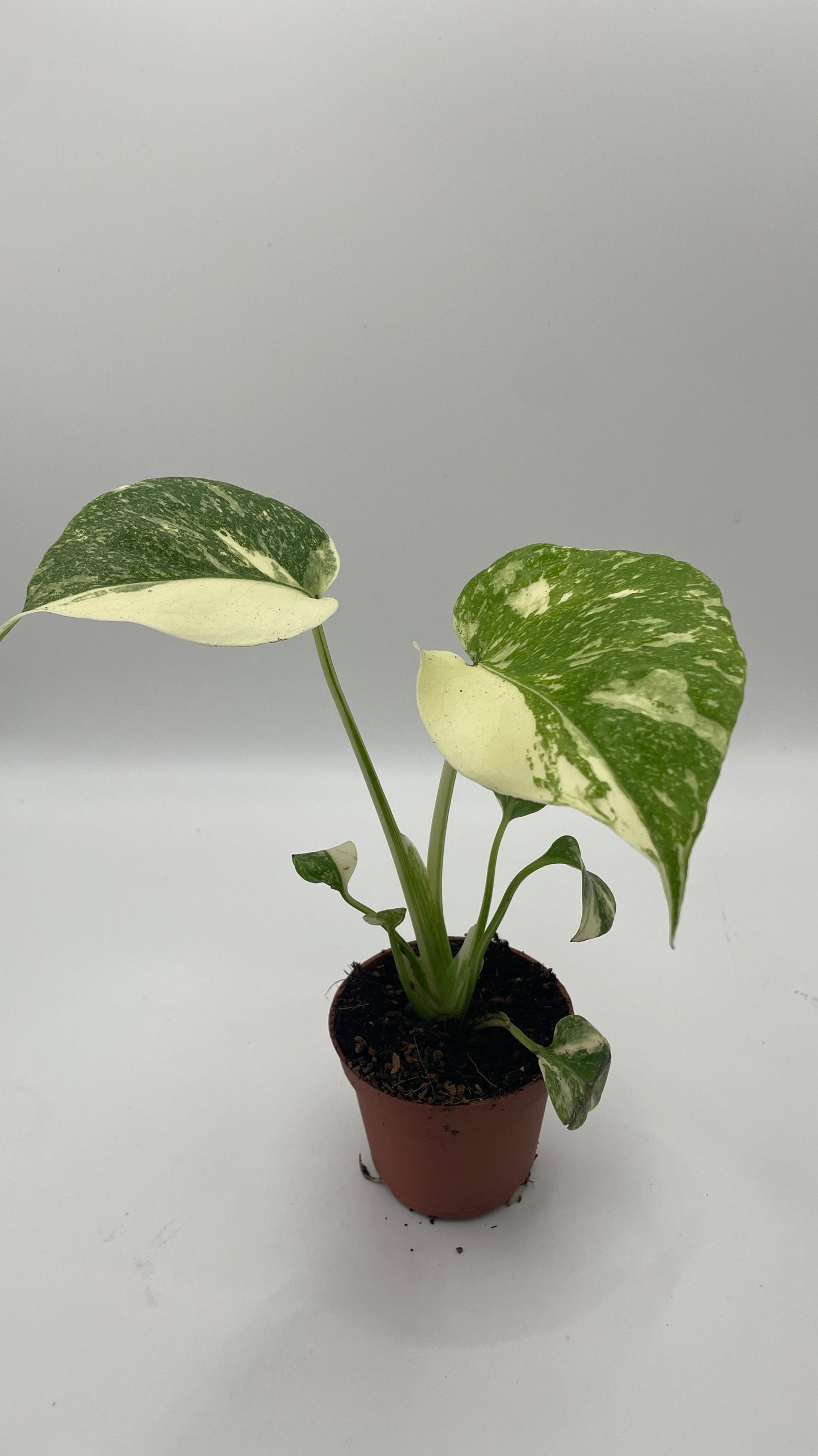 Monstera Thai Constellation 6cm pot