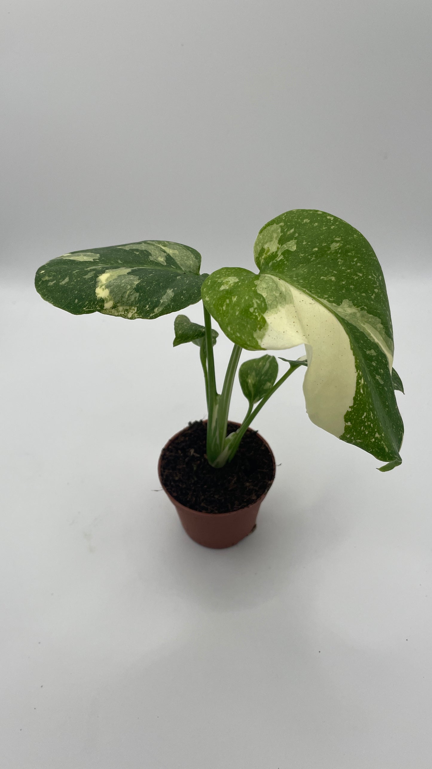 Monstera Thai Constellation 6cm pot