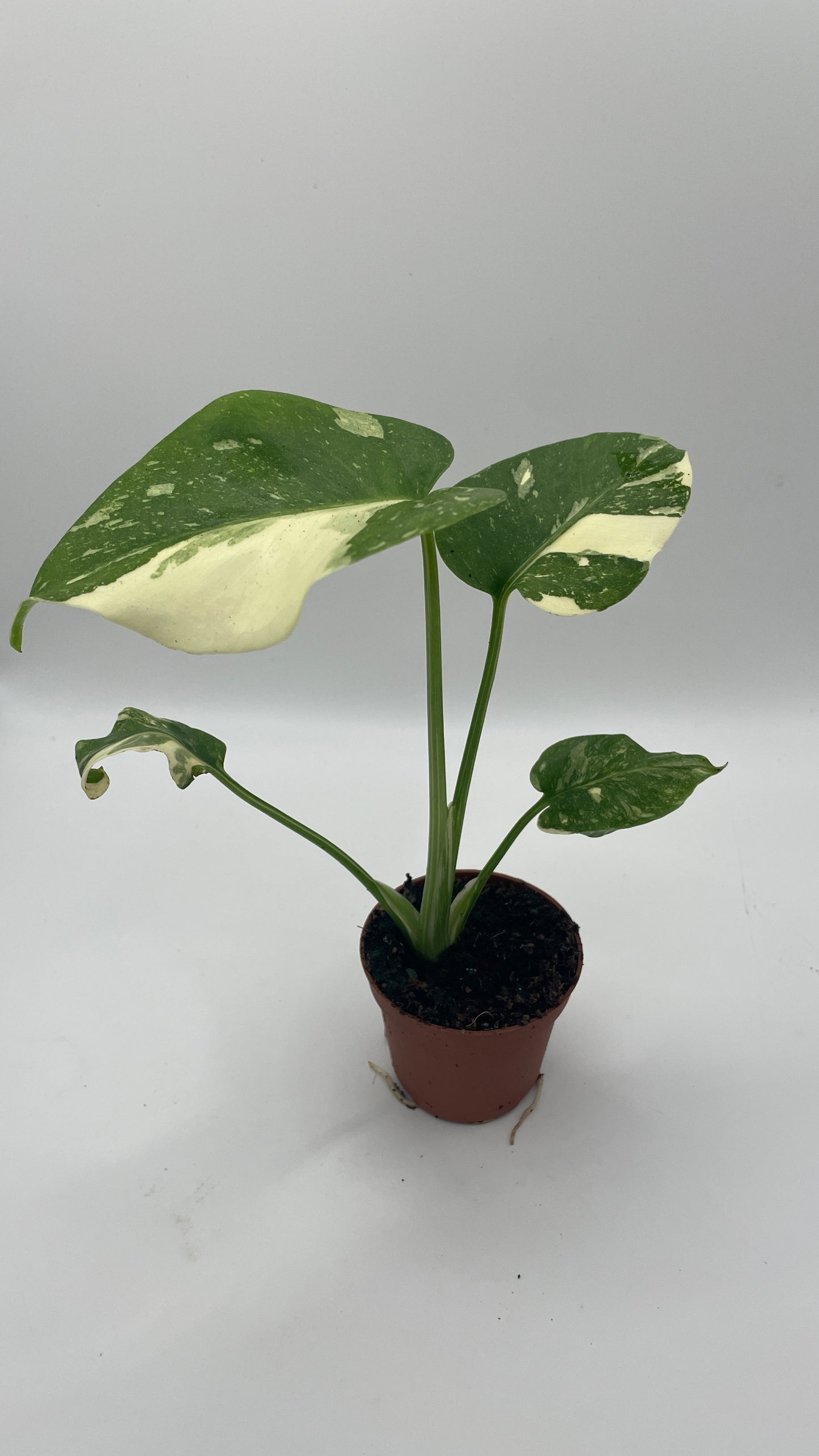 Monstera Thai Constellation 6cm pot