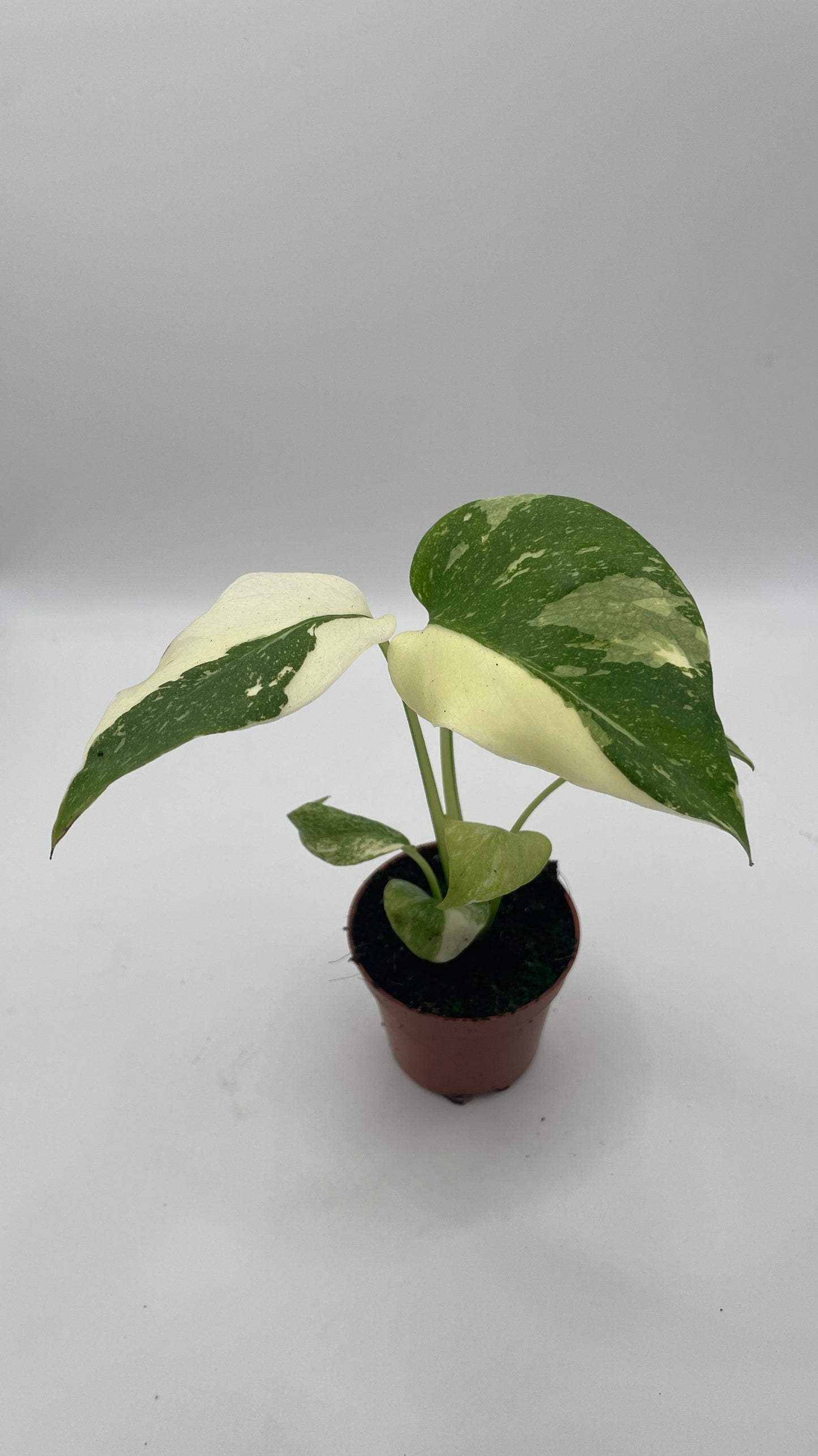 Monstera Thai Constellation 6cm pot