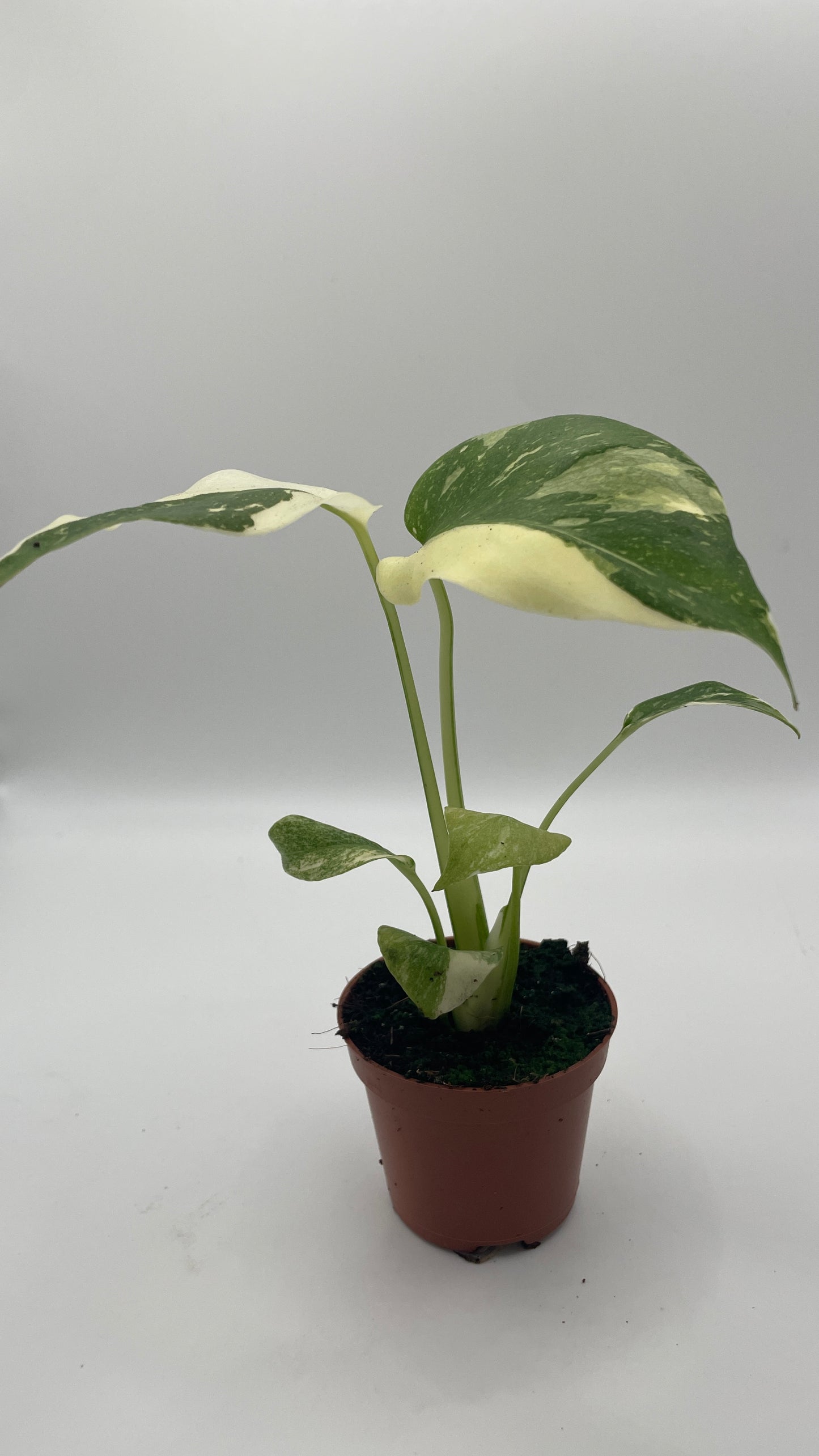 Monstera Thai Constellation 6cm pot