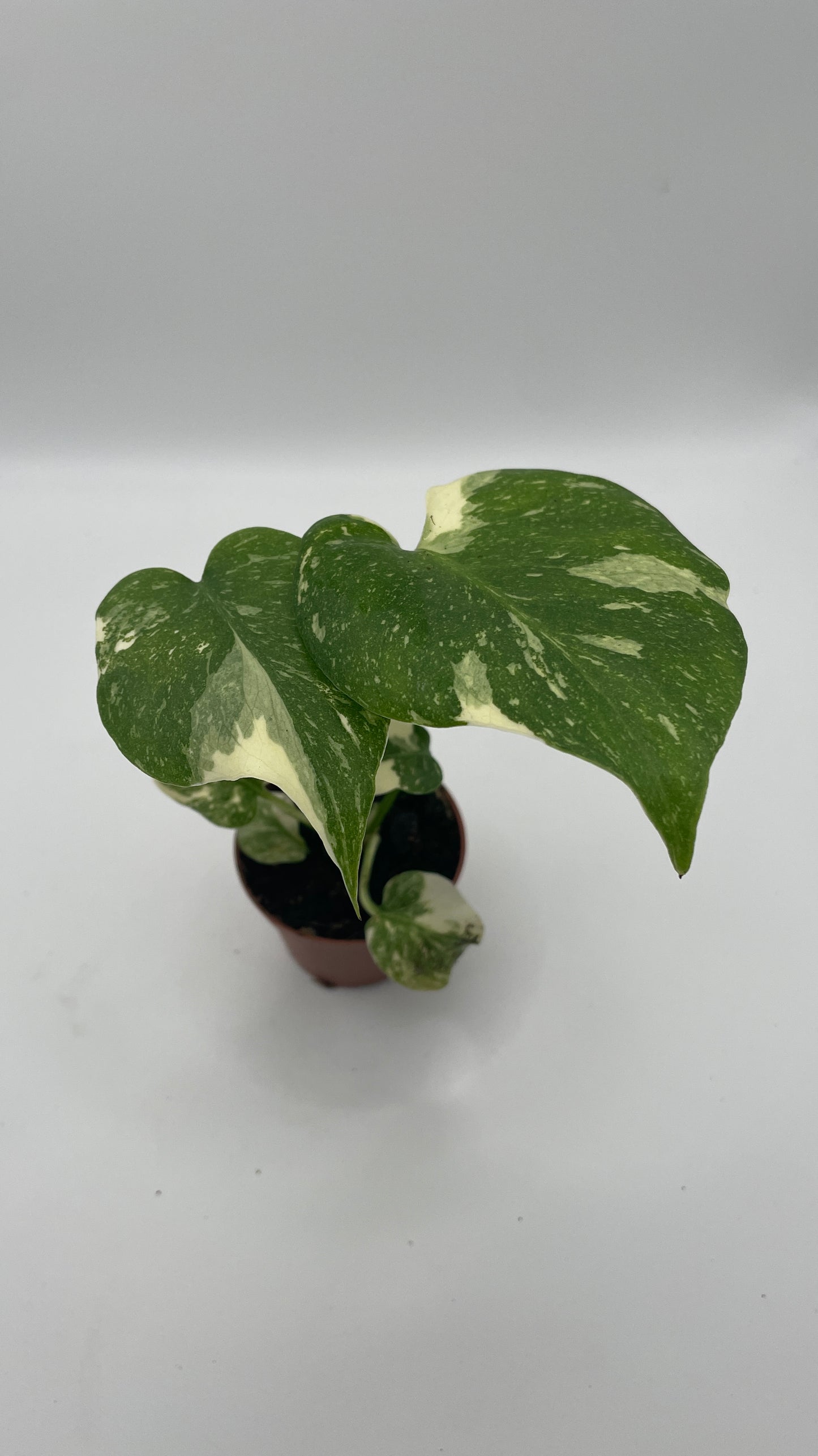 Monstera Thai Constellation 6cm pot