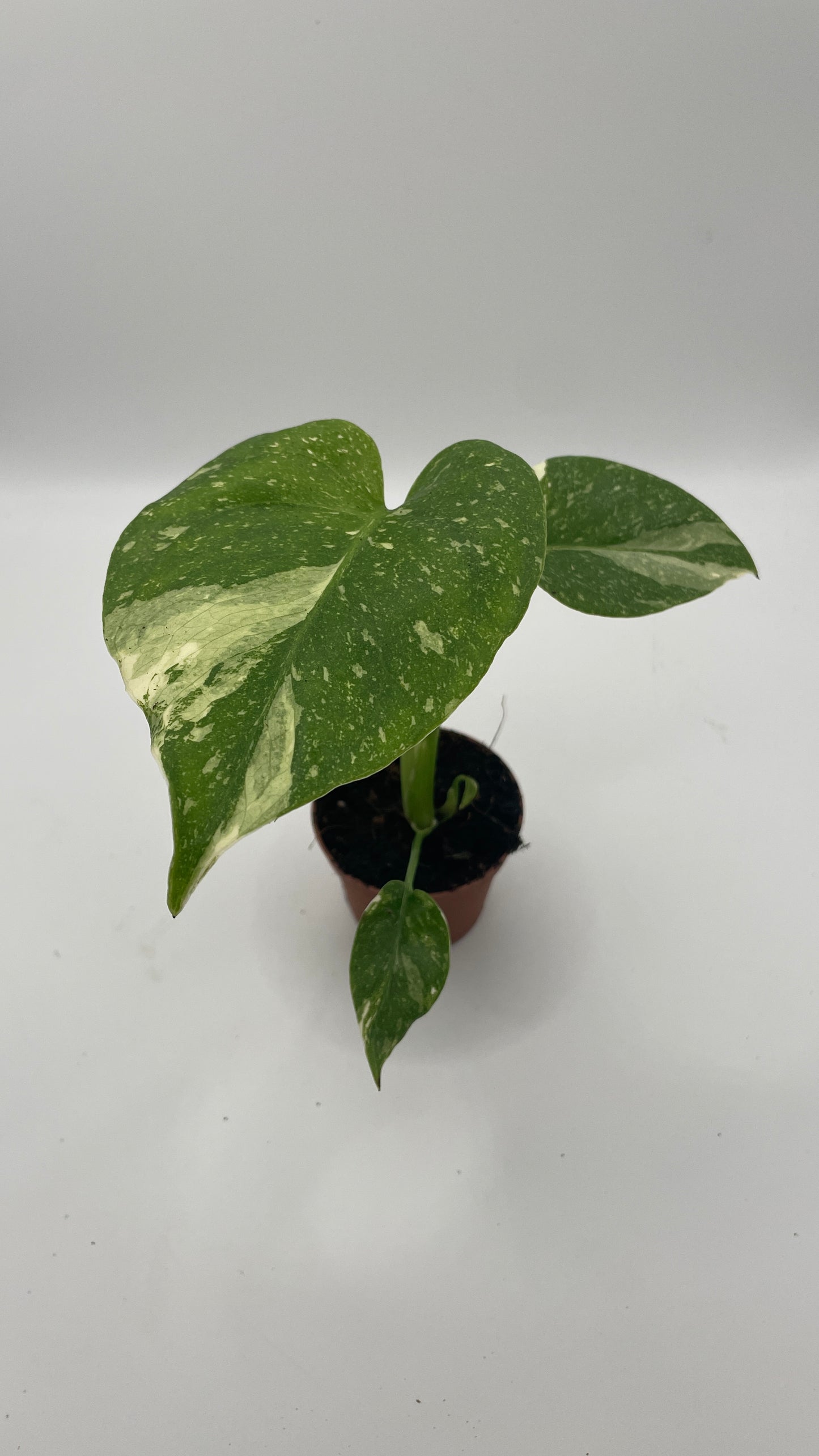 Monstera Thai Constellation 6cm pot