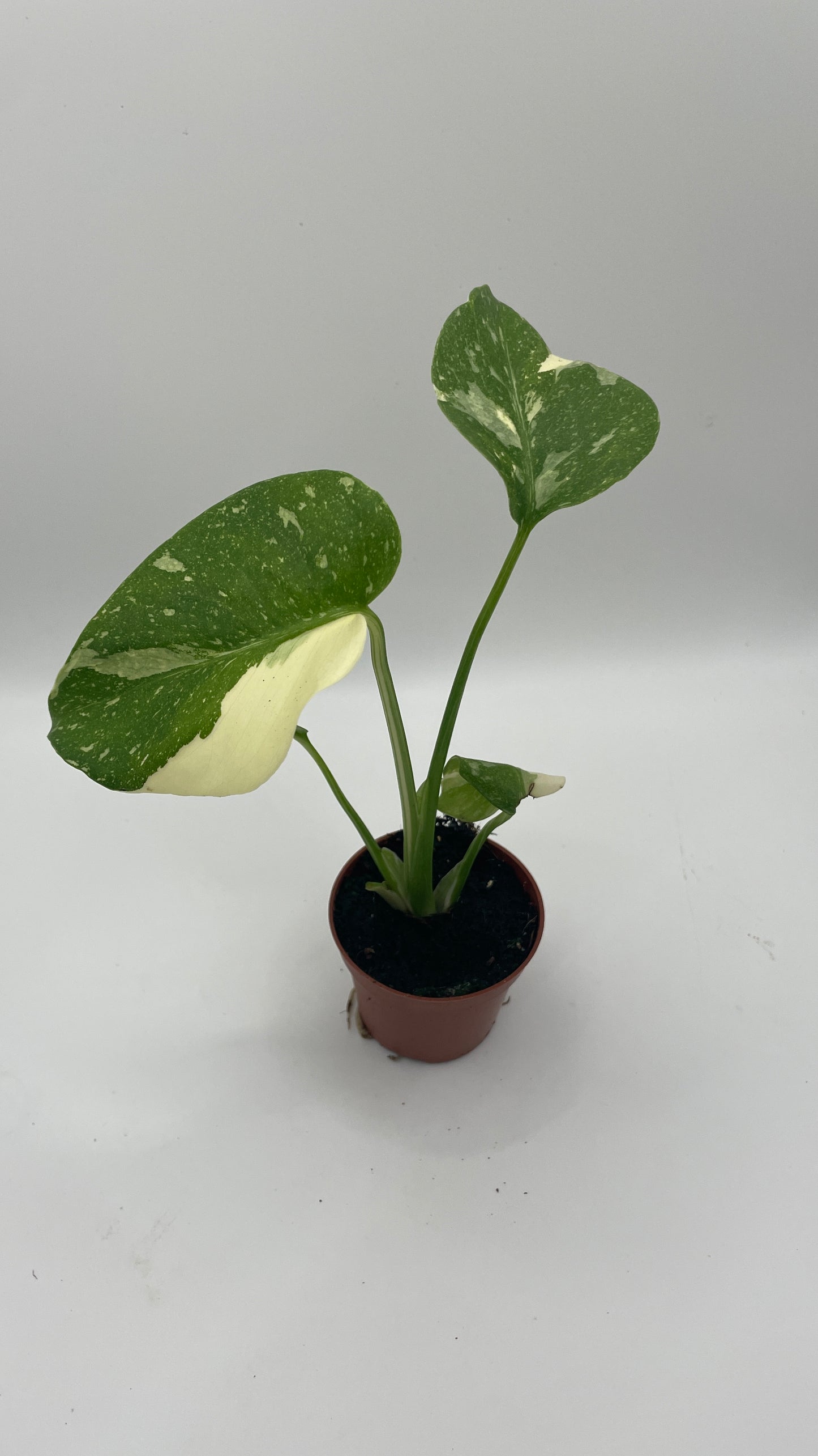 Monstera Thai Constellation 6cm pot