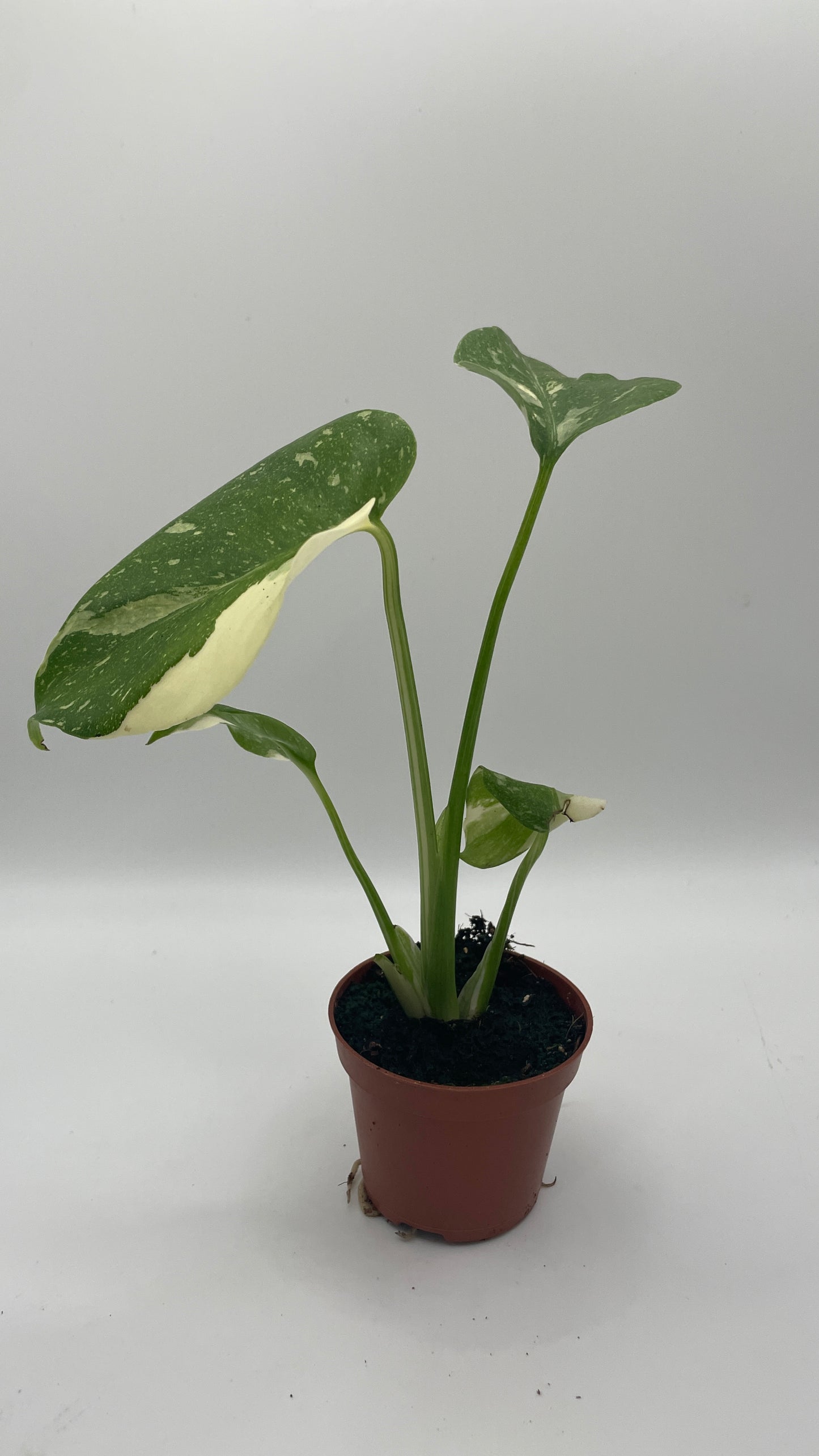 Monstera Thai Constellation 6cm pot