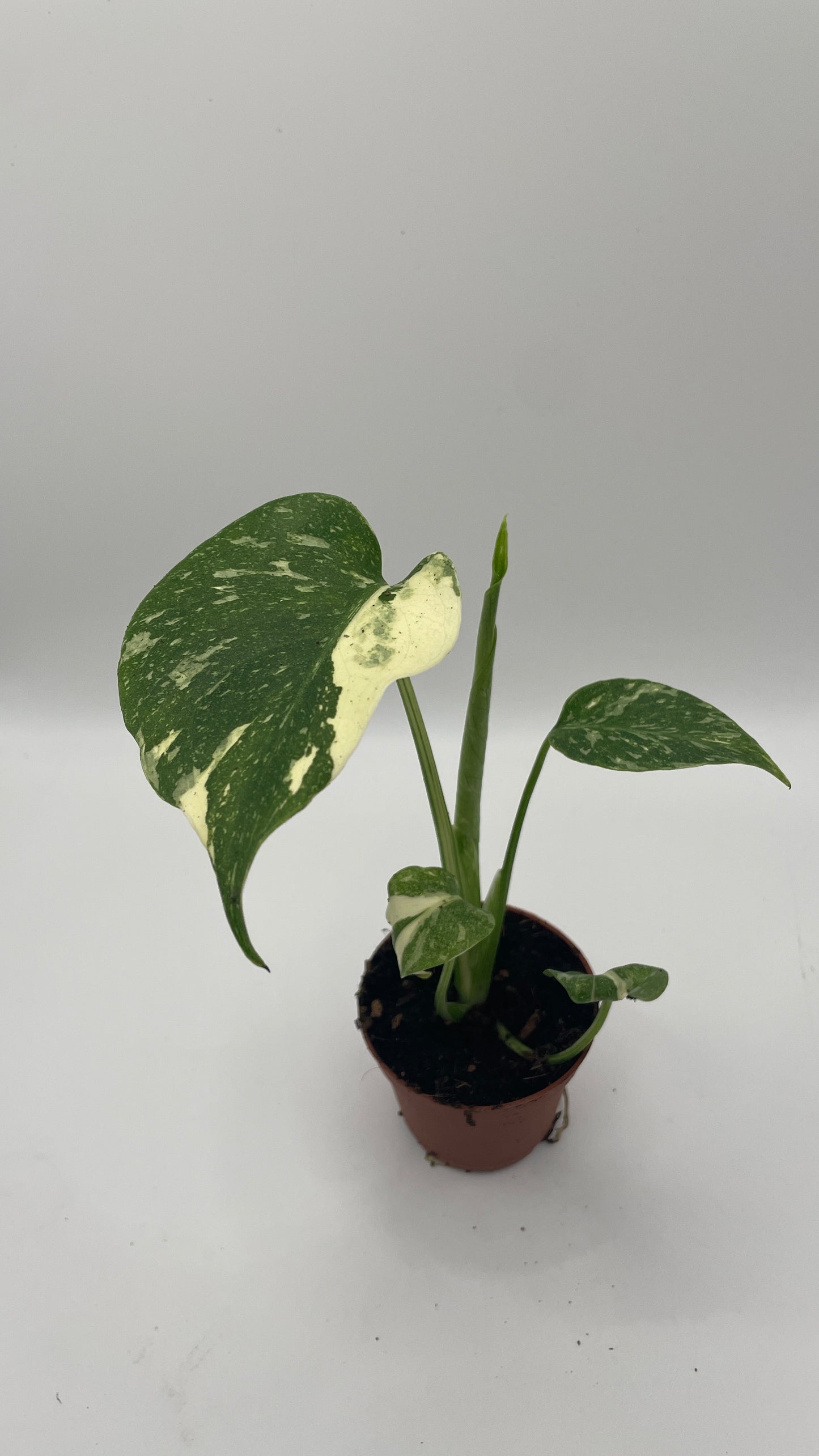 Monstera Thai Constellation 6cm pot