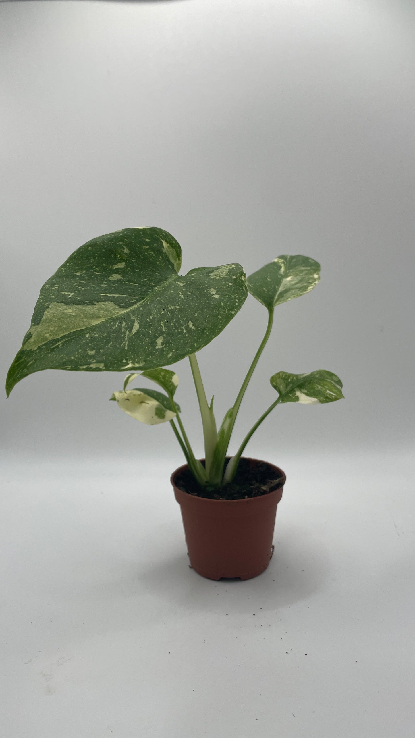 Monstera Thai Constellation 6cm pot