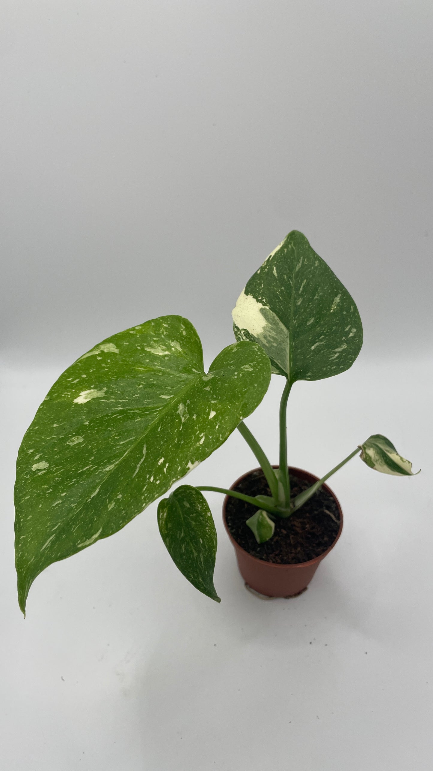 Monstera Thai Constellation 6cm pot