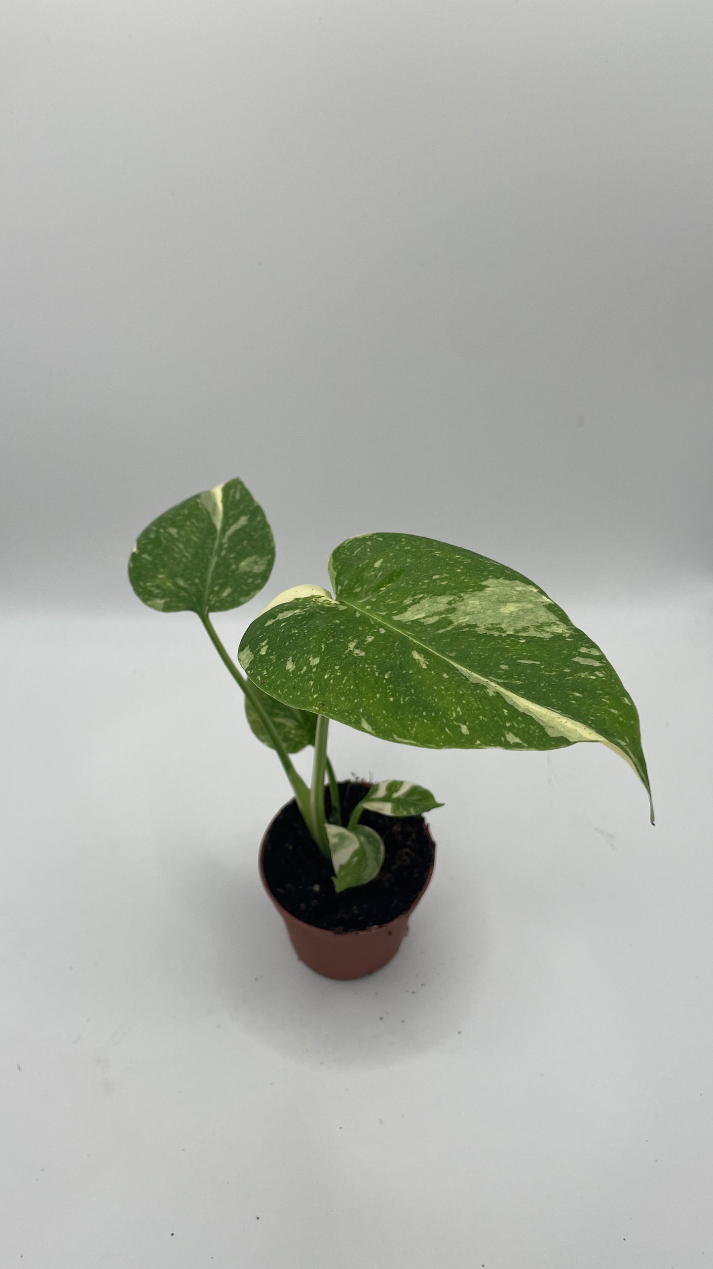Monstera Thai Constellation 6cm pot