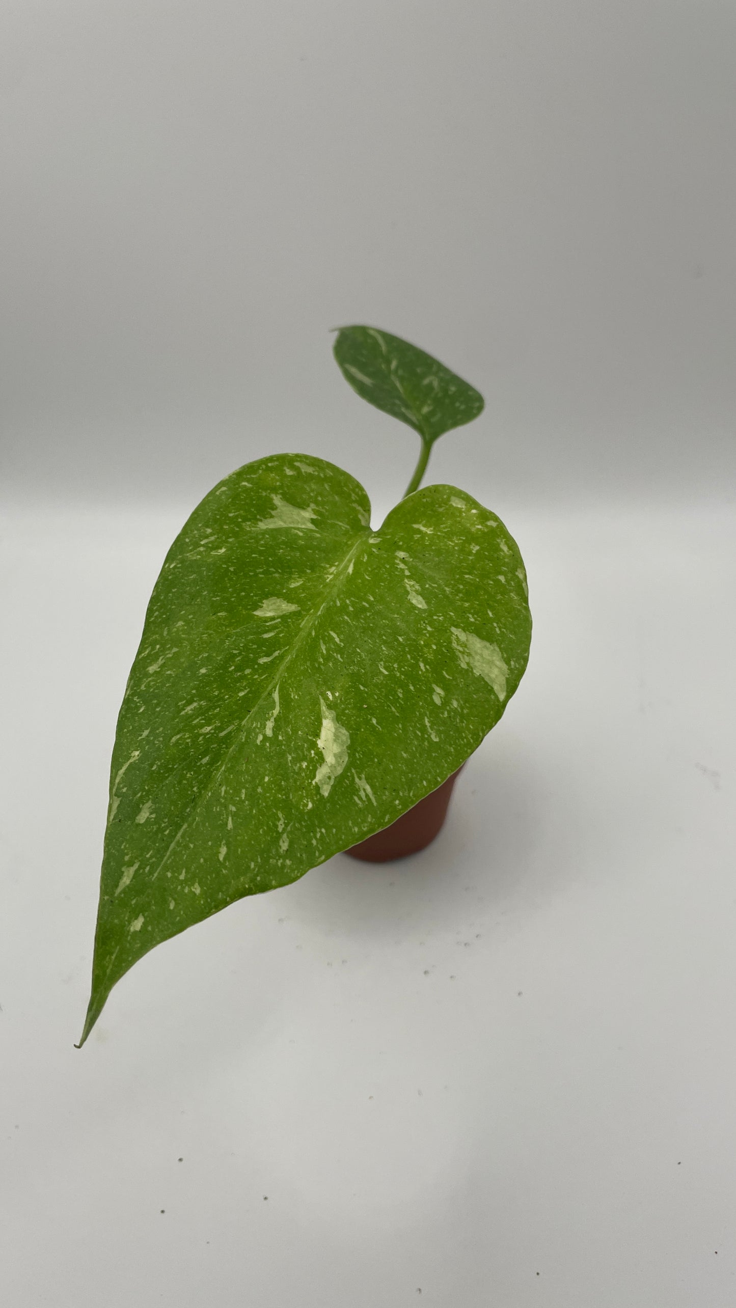 Monstera Thai Constellation 6cm pot
