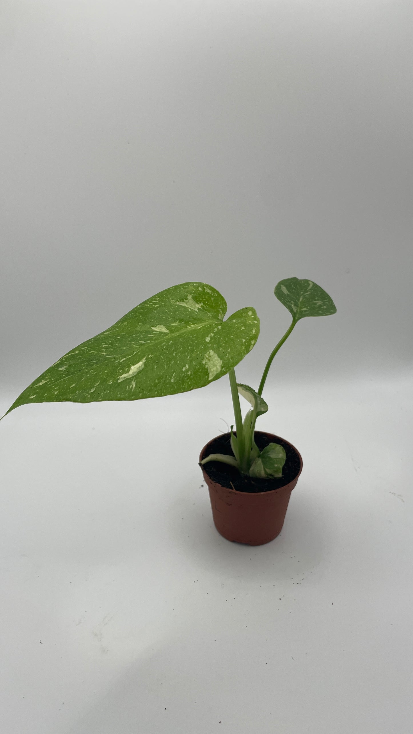 Monstera Thai Constellation 6cm pot
