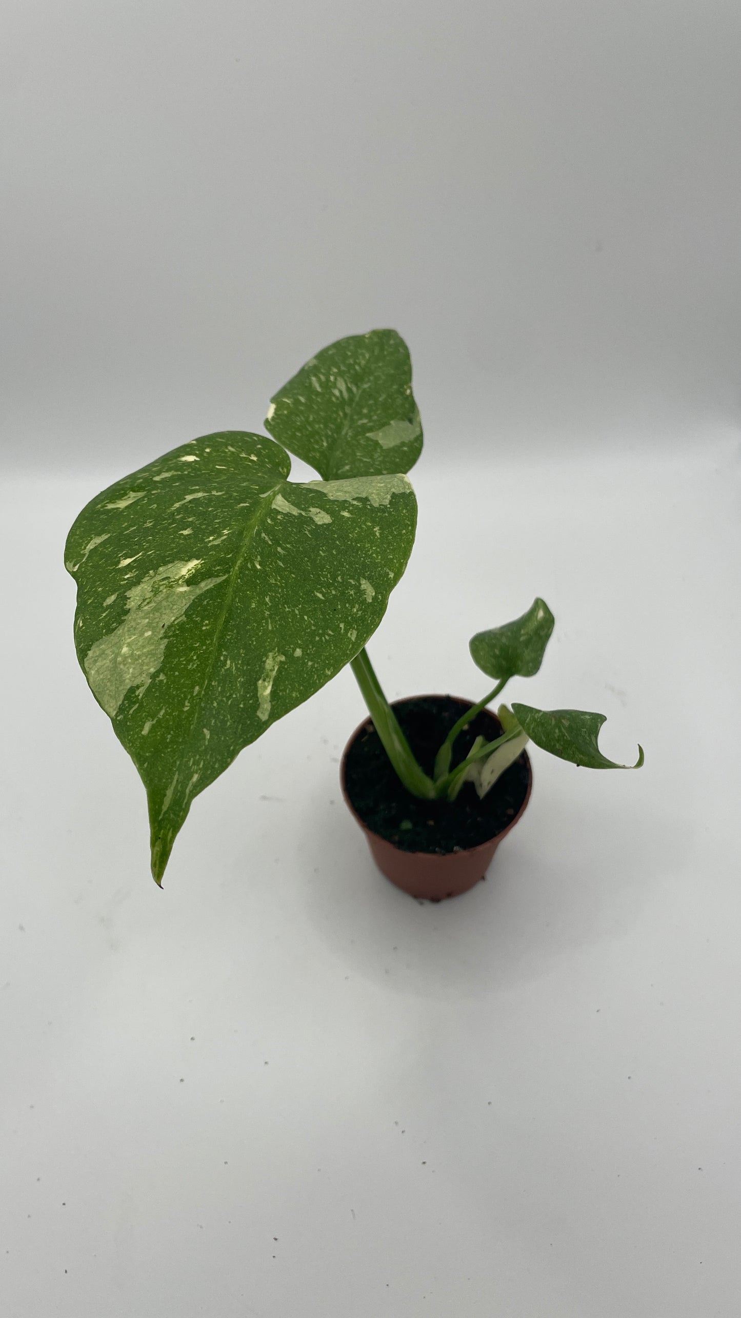 Monstera Thai Constellation 6cm pot