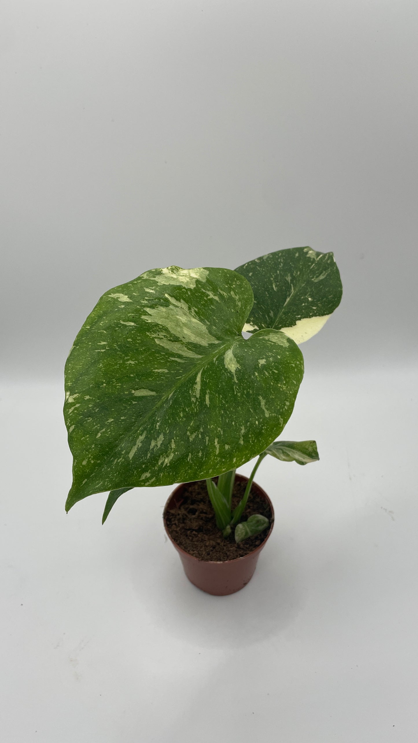 Monstera Thai Constellation 6cm pot