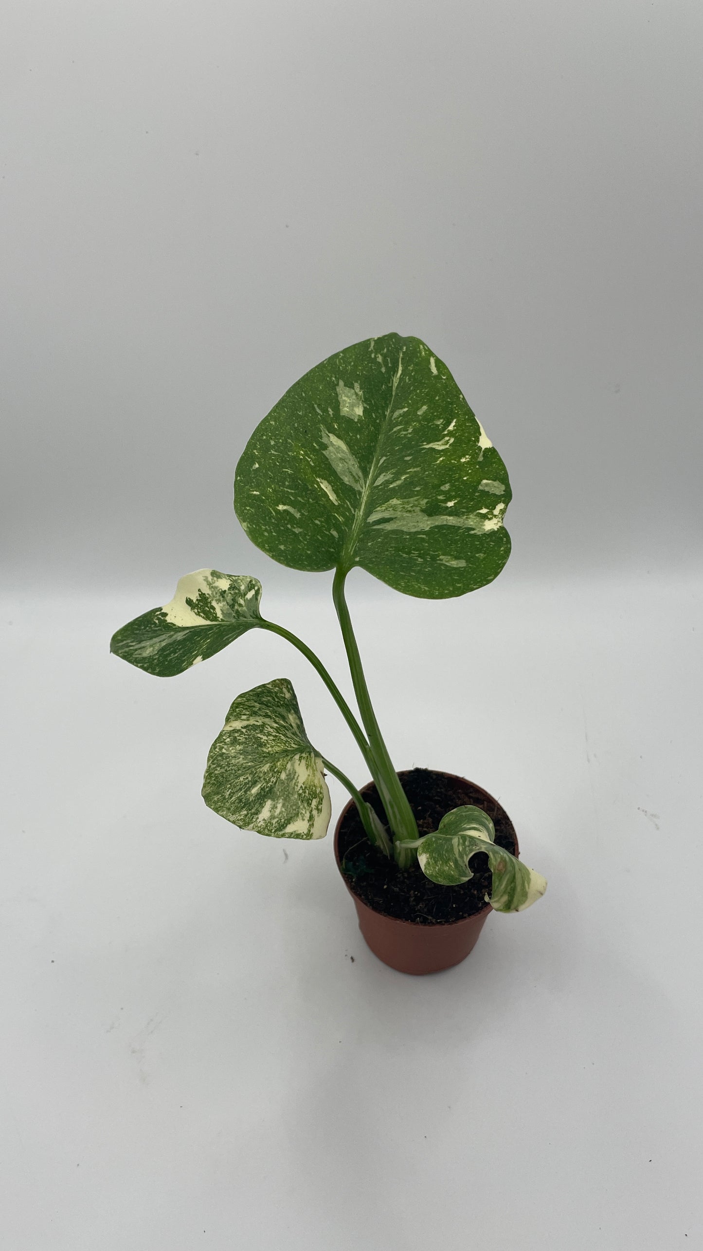 Monstera Thai Constellation 6cm pot