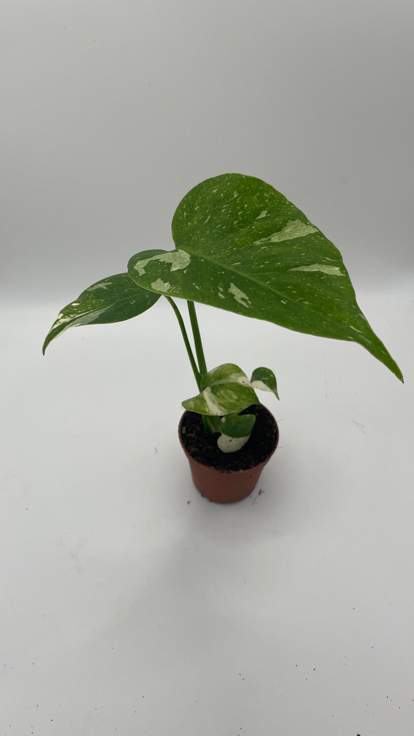 Monstera Thai Constellation 6cm pot