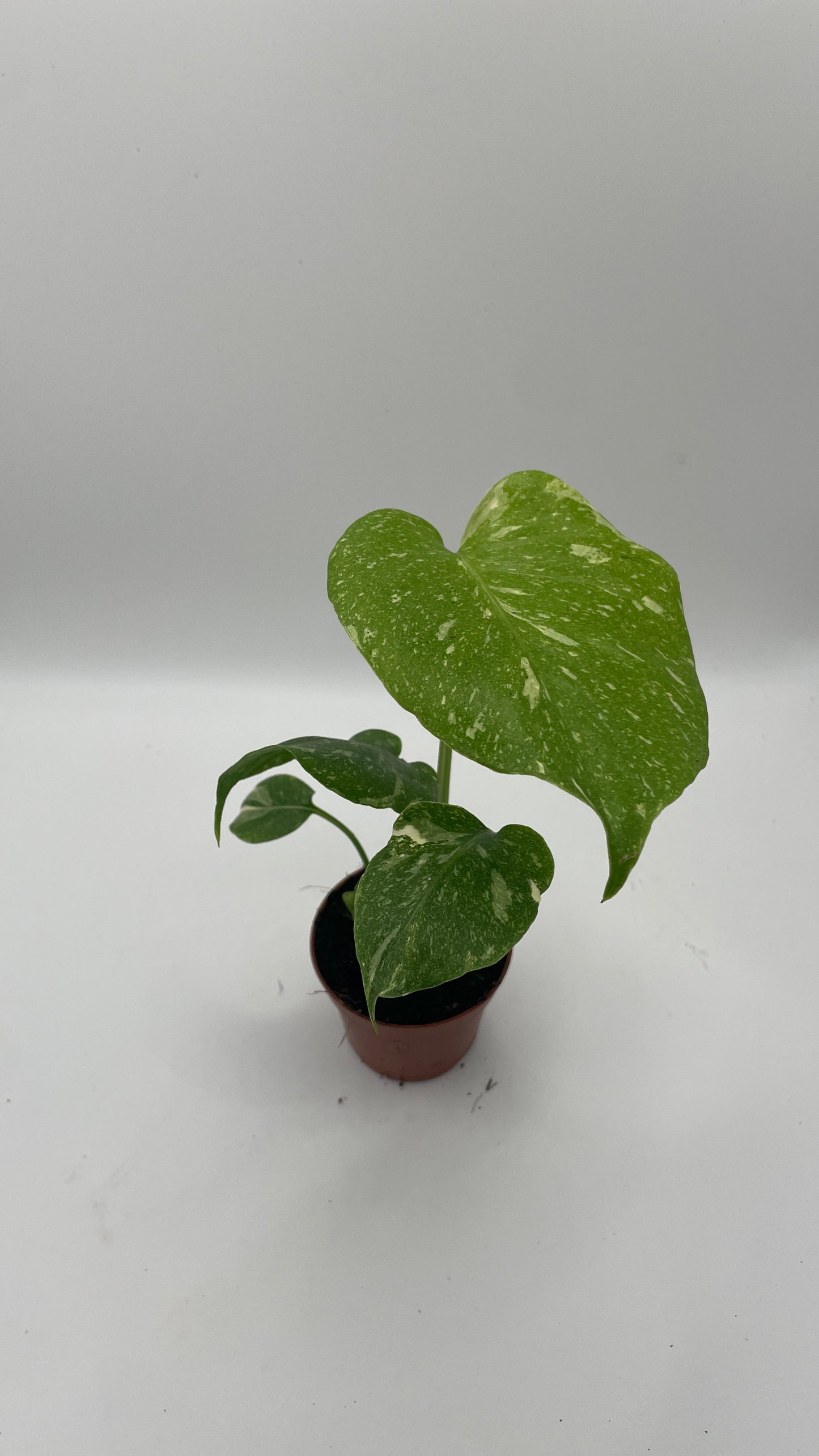 Monstera Thai Constellation 6cm pot