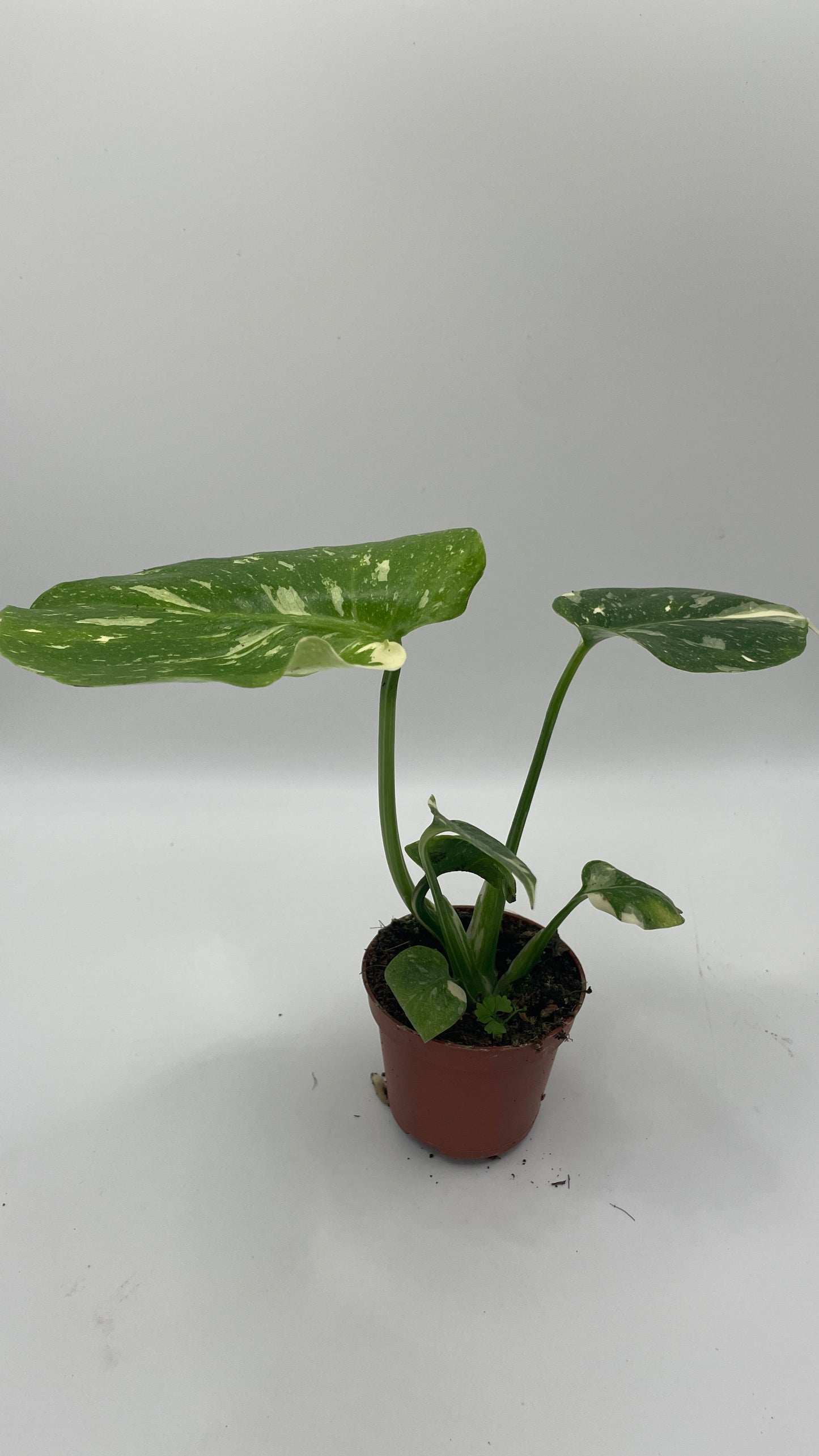 Monstera Thai Constellation 6cm pot