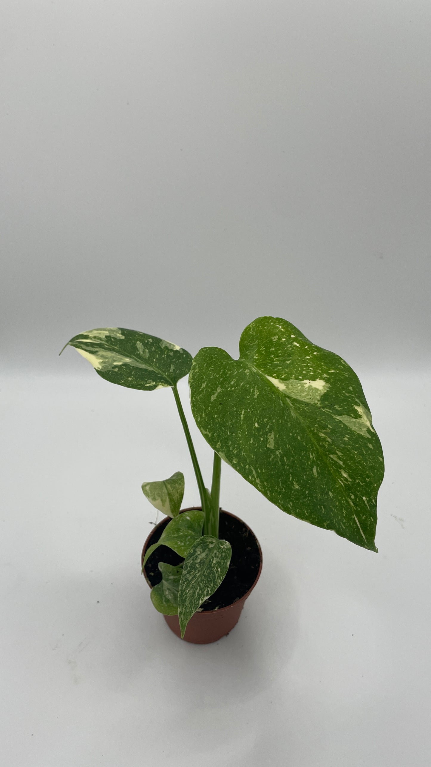 Monstera Thai Constellation 6cm pot