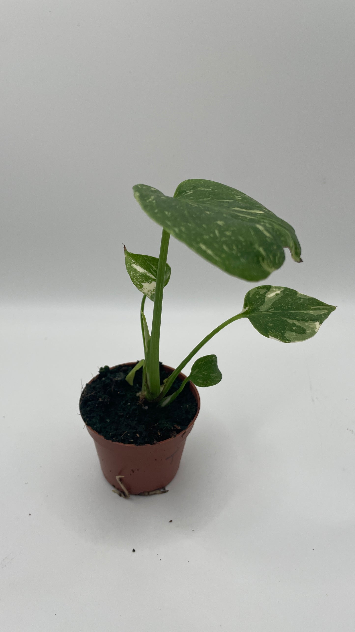 Monstera Thai Constellation 6cm pot