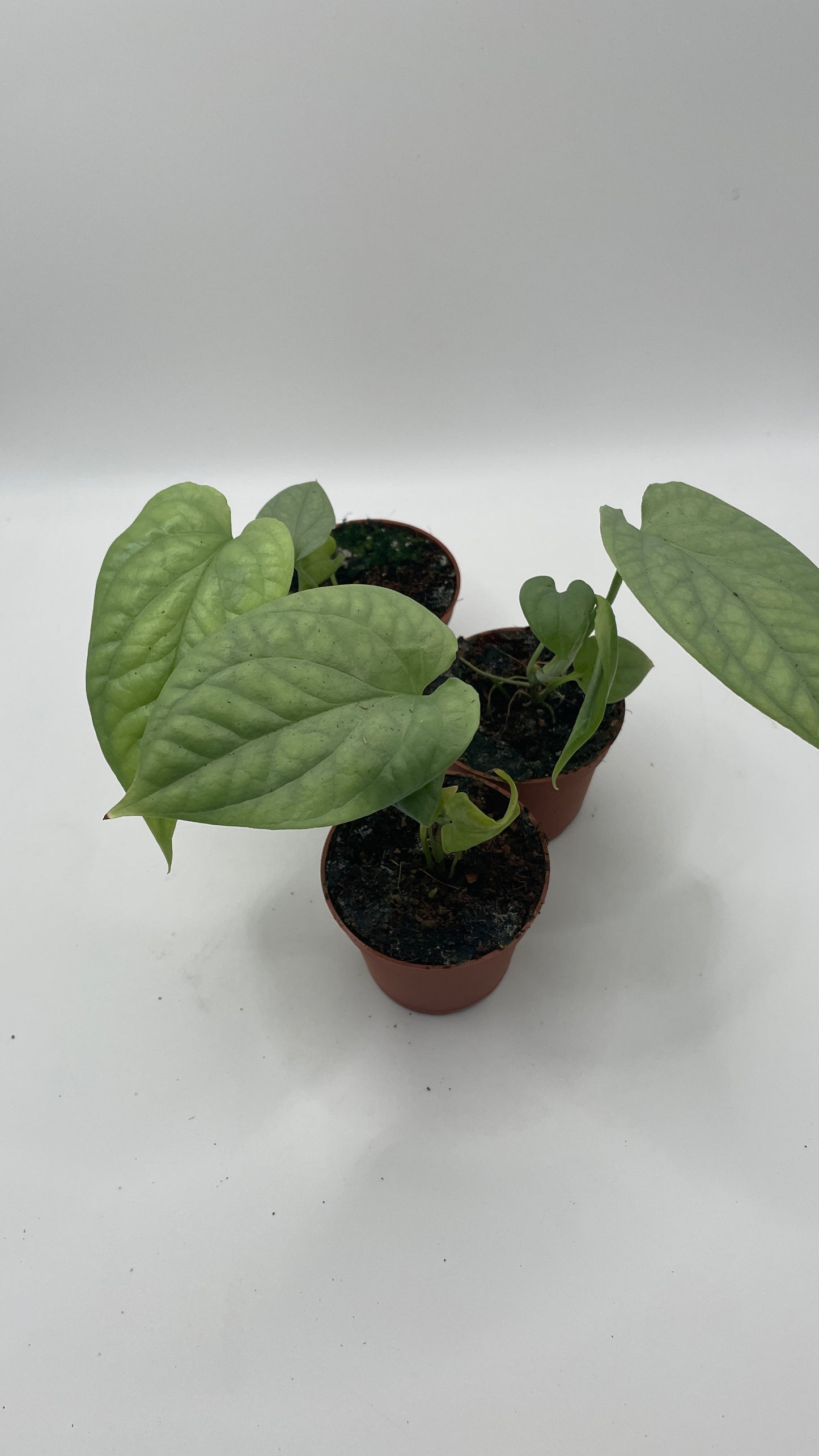 Monstera Amydrium Medium Silver Rare houseplant