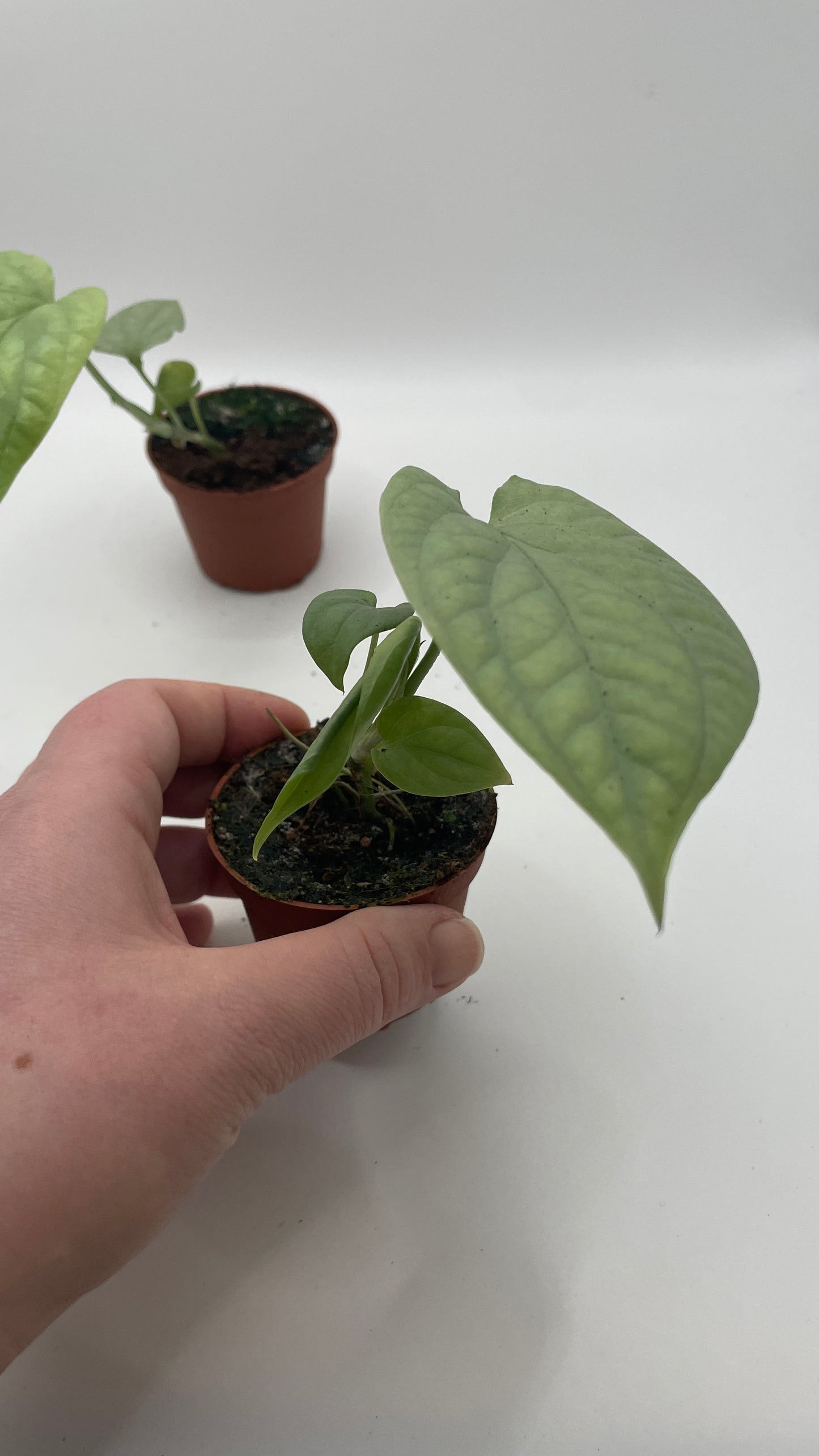 Monstera Amydrium Medium Silver Rare houseplant