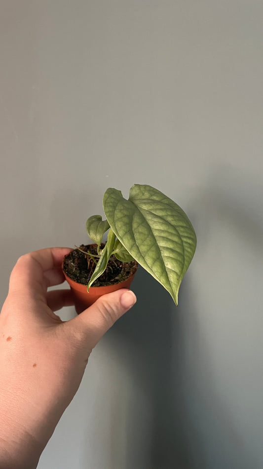 Monstera Amydrium Medium Silver Rare houseplant