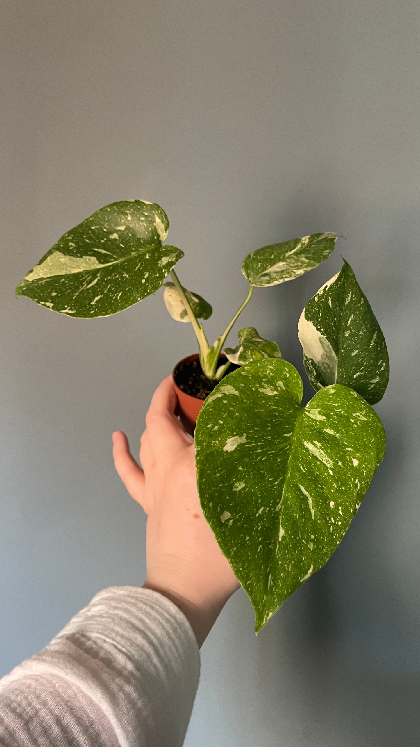 Monstera Thai Constellation 6cm pot
