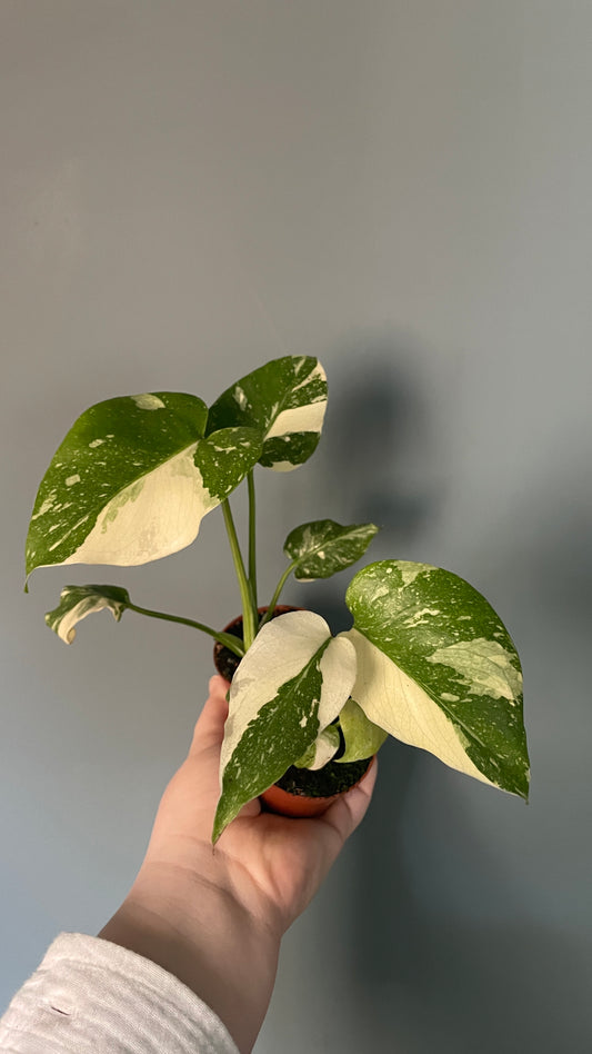 Monstera Thai Constellation 6cm pot