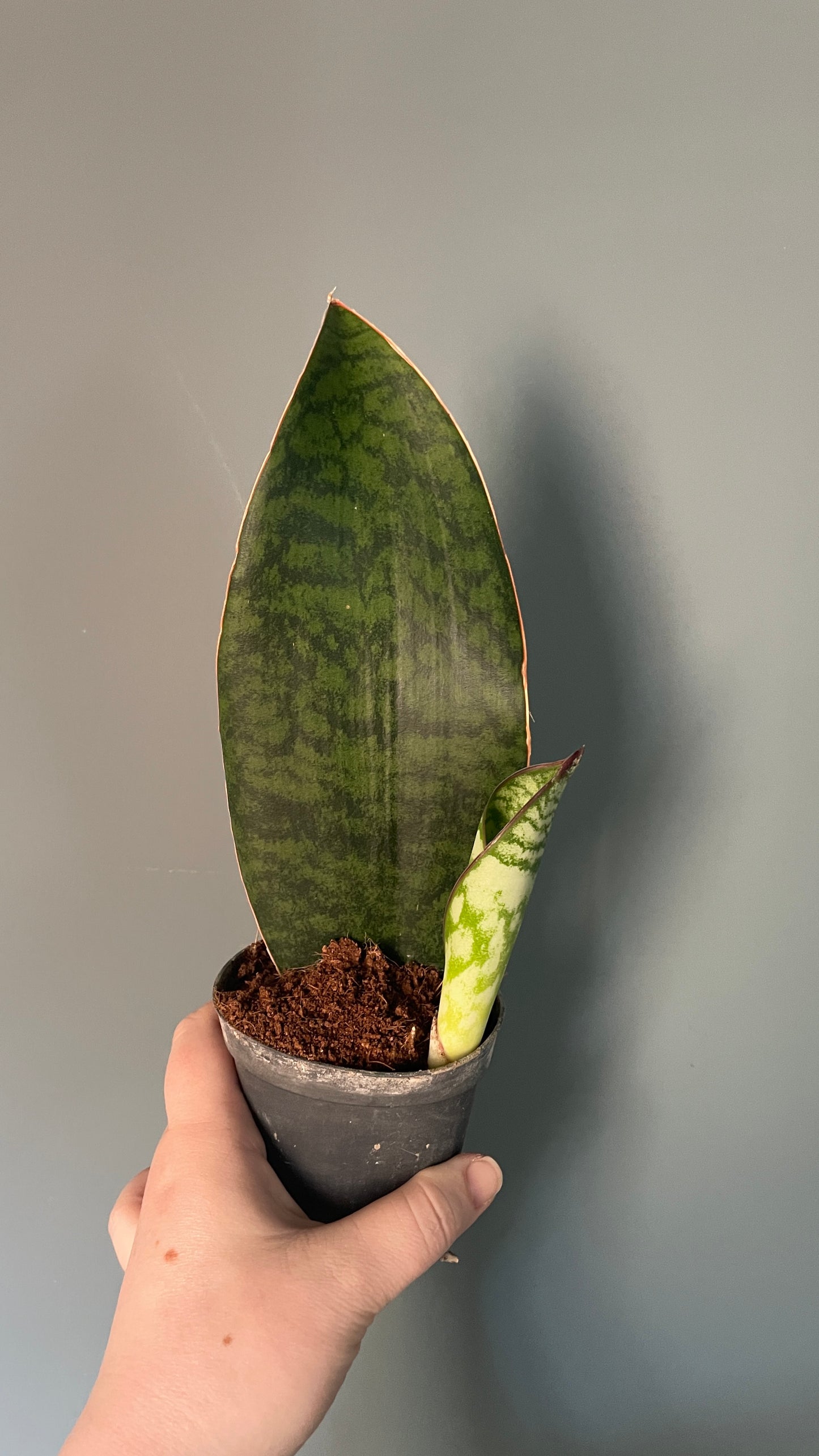 Sansevieria Masoniana Whale Fin