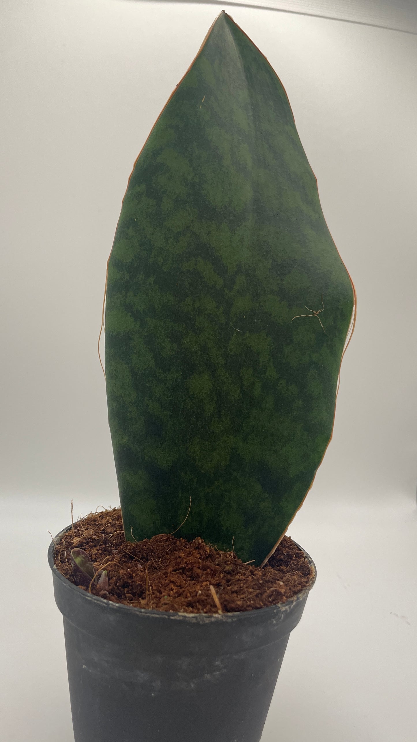 Sansevieria Masoniana Whale Fin