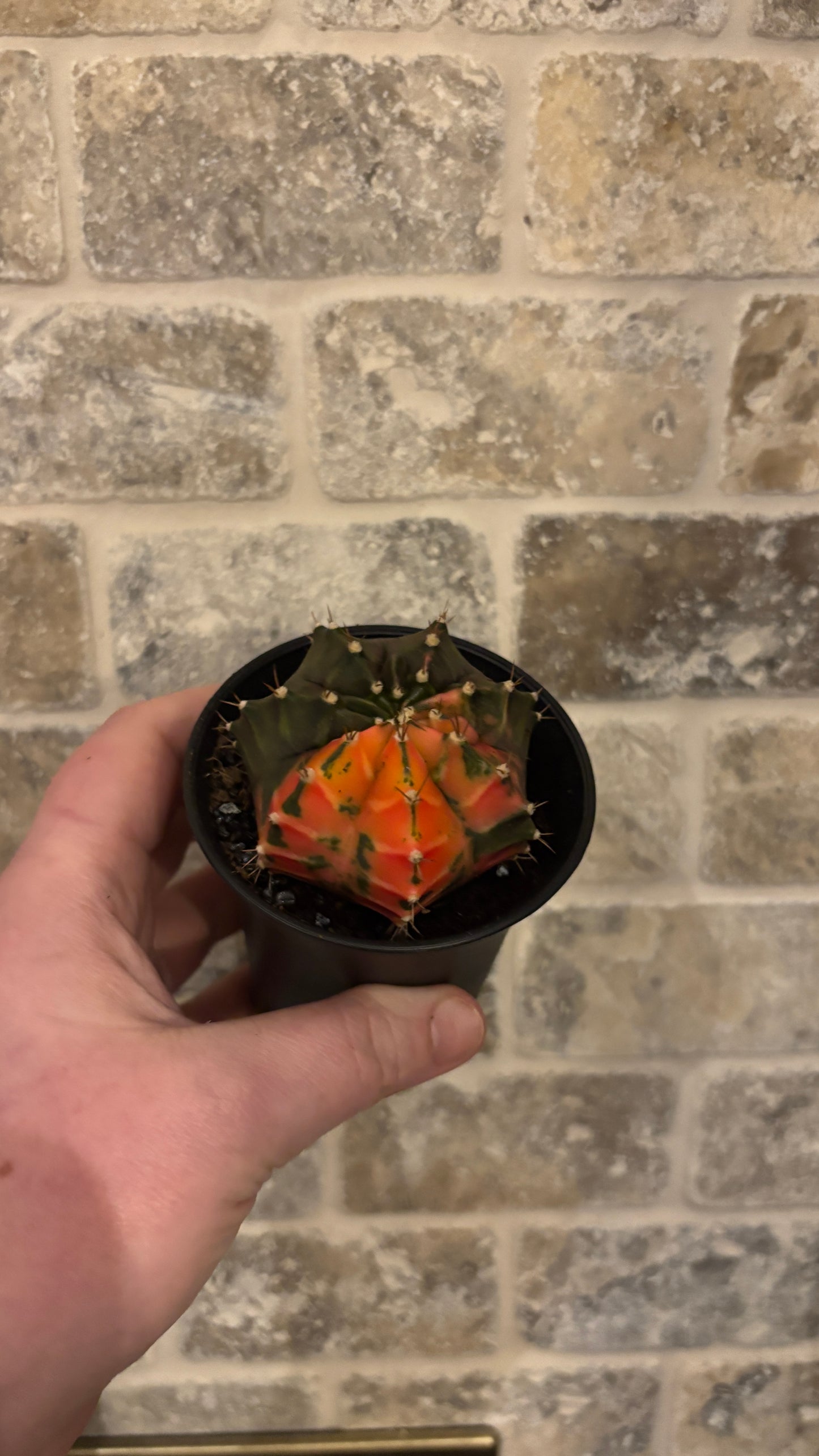 Gymnocalycium Variegated cactus
