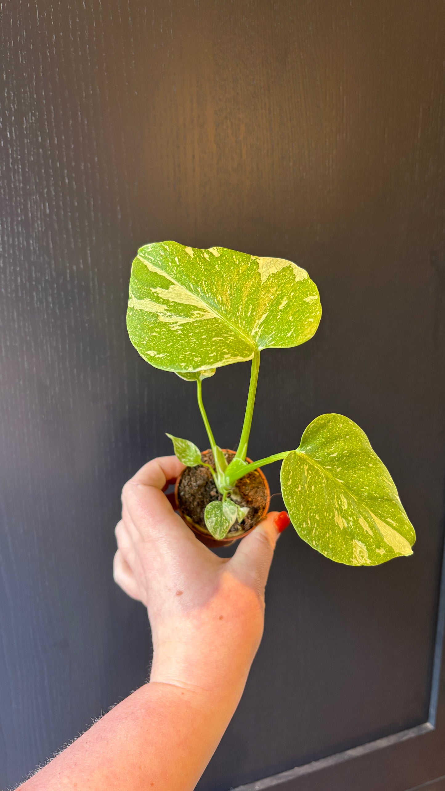 Monstera Thai Constellation 6cm pot- most ready to upgrade pot size (grab a bargain!)