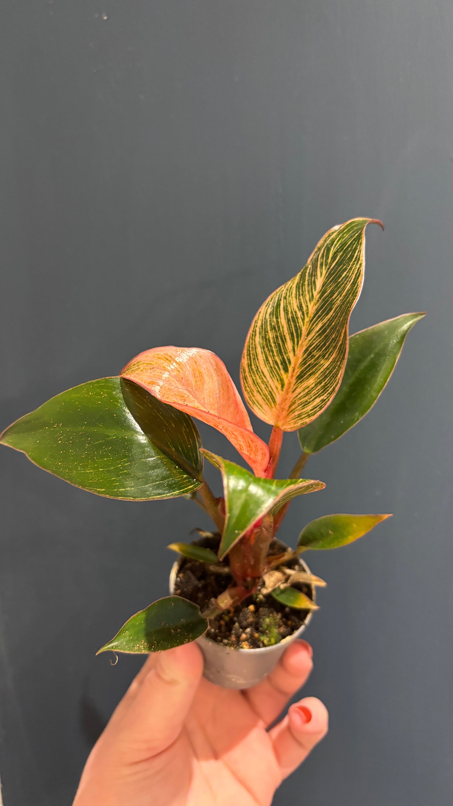 Philodendron pink Birkin 6cm pot