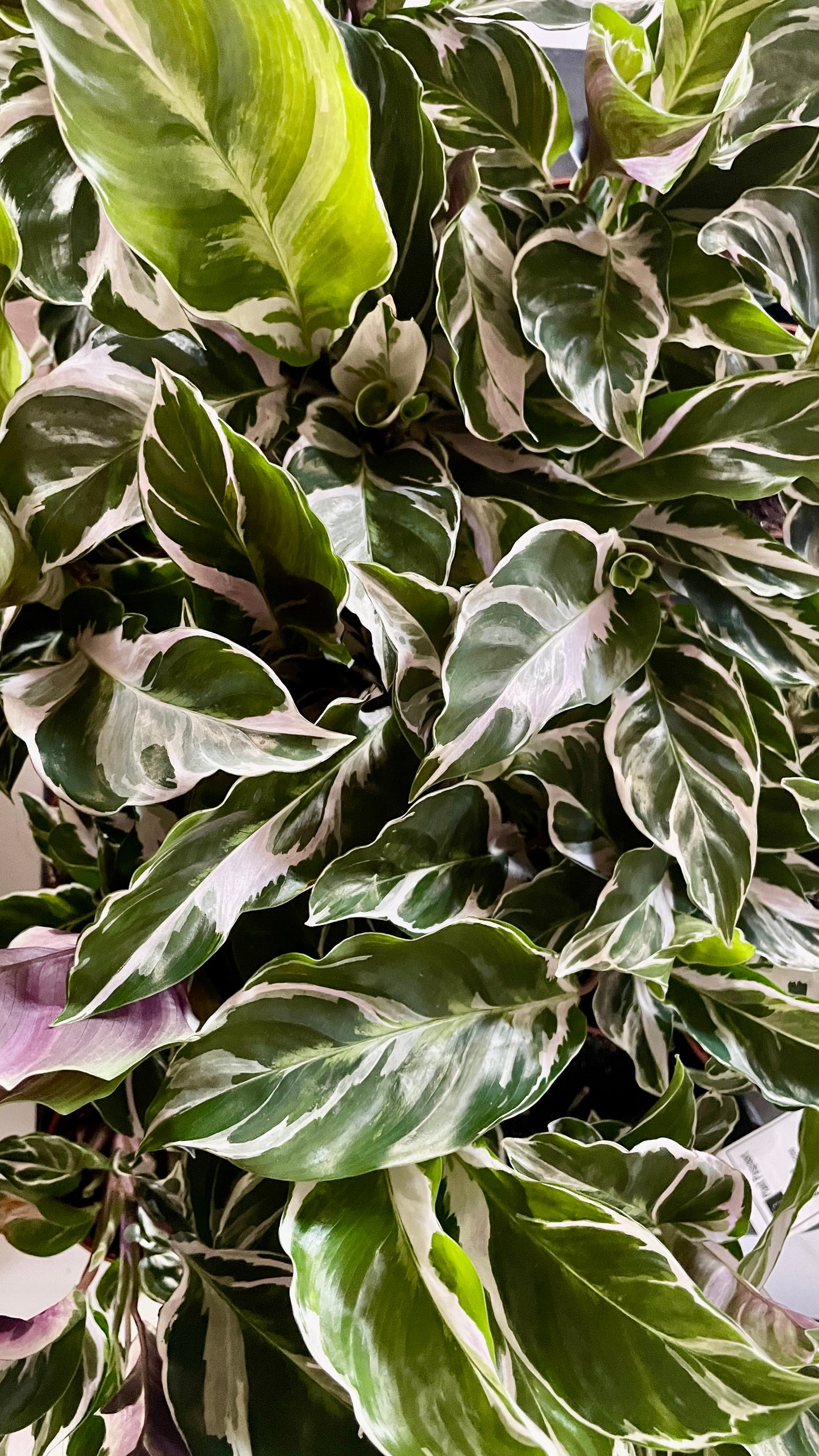 Calathea White Fusion