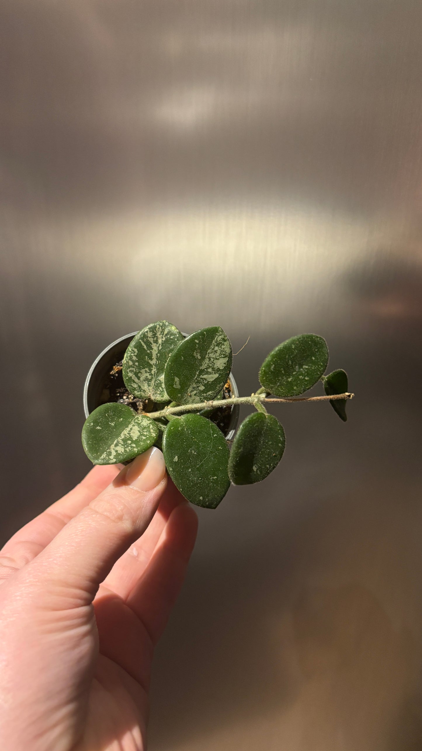 Hoya Mathilde Splash 6cm