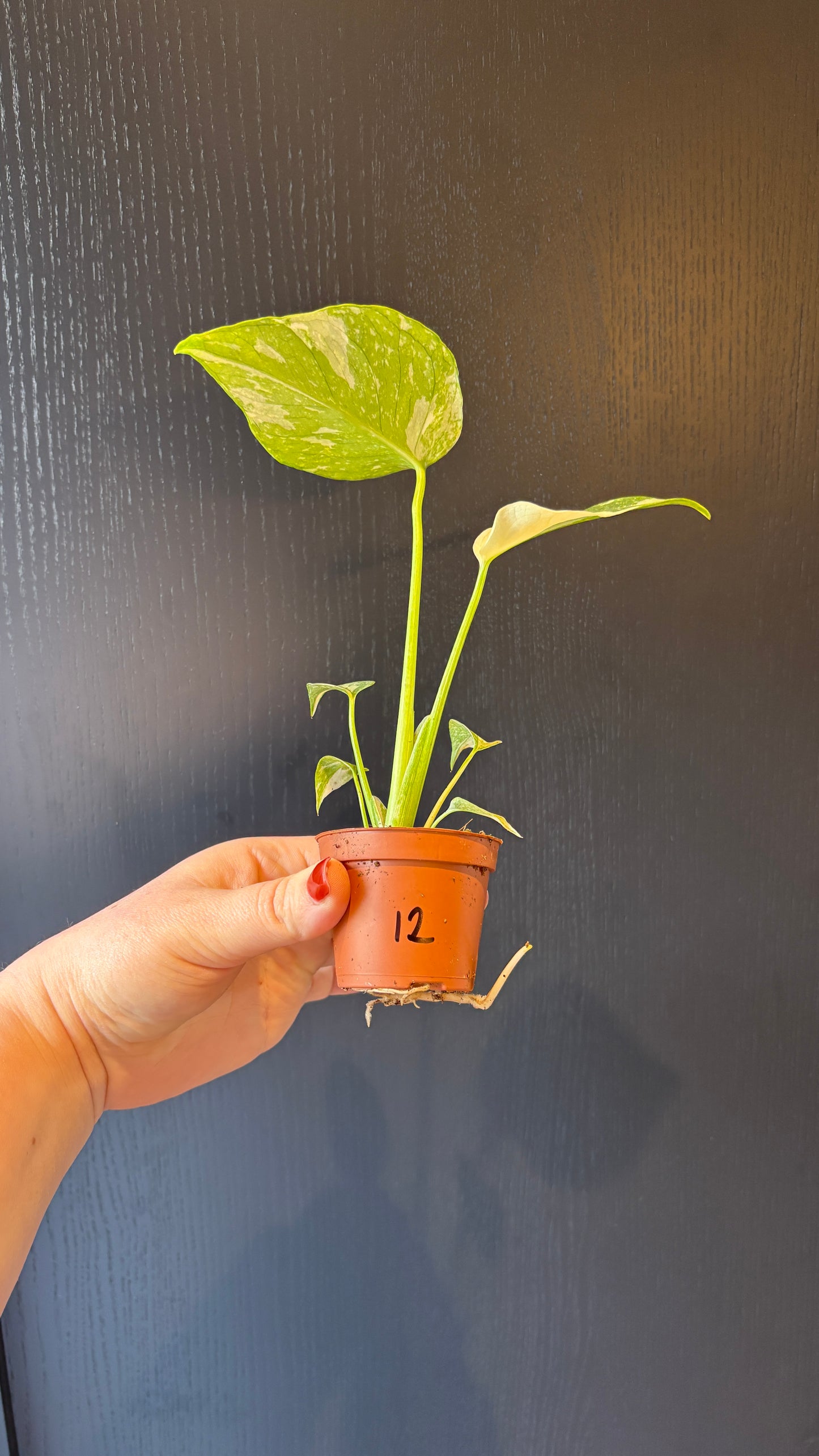 Monstera Thai Constellation 6cm pot- most ready to upgrade pot size (grab a bargain!)