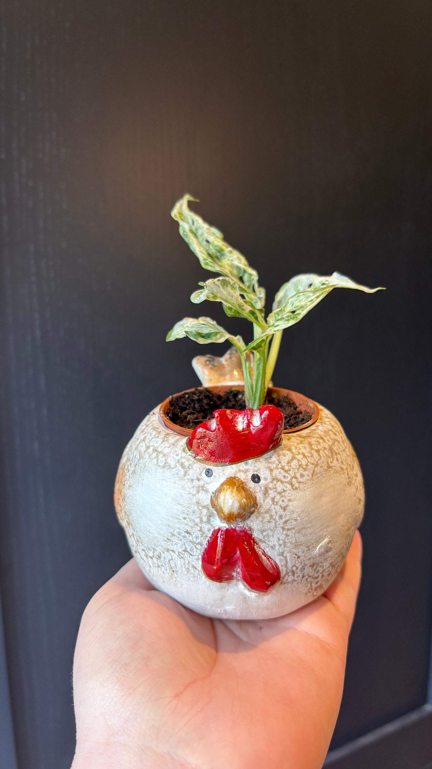 Monstera adansonii frozen freckles 6cm pot