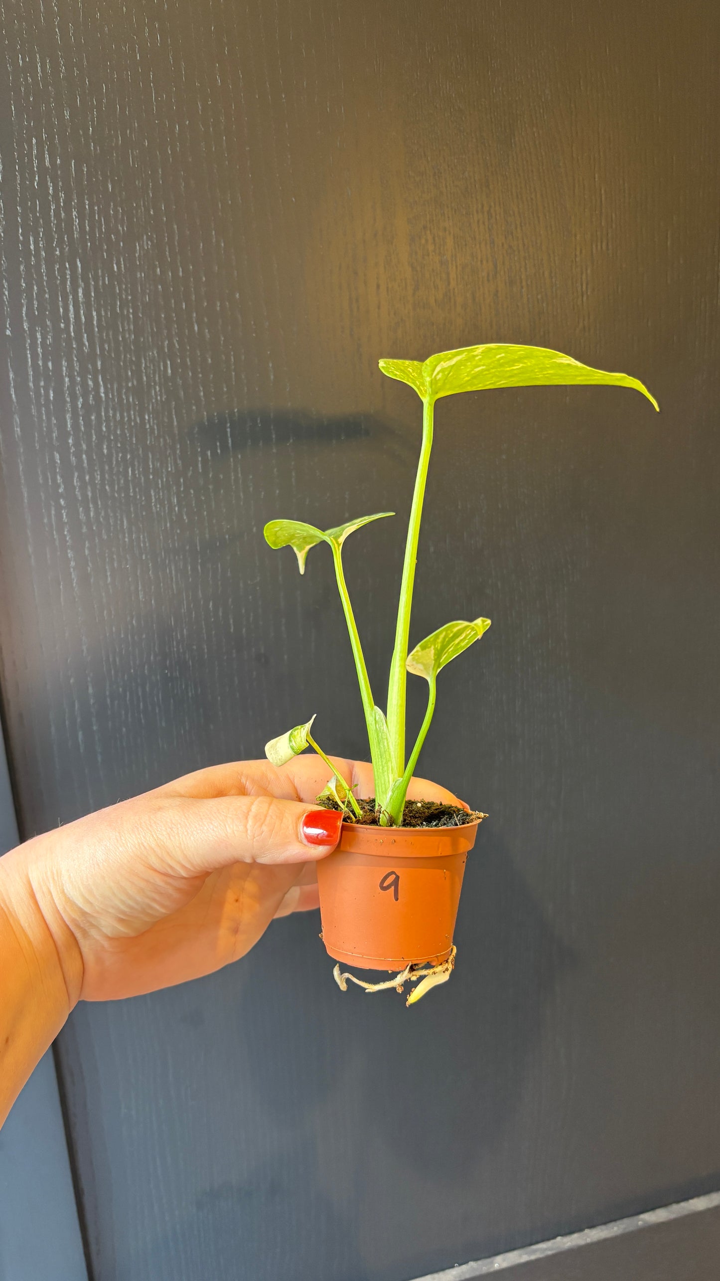 Monstera Thai Constellation 6cm pot- most ready to upgrade pot size (grab a bargain!)