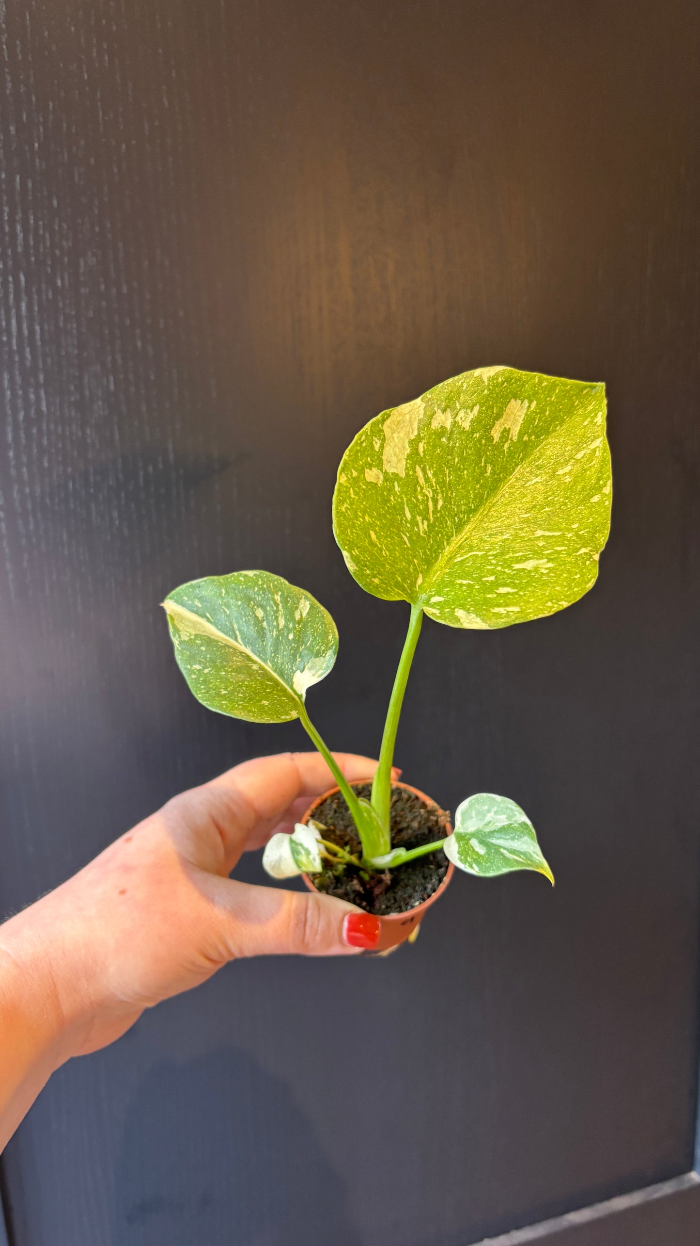 Monstera Thai Constellation 6cm pot- most ready to upgrade pot size (grab a bargain!)