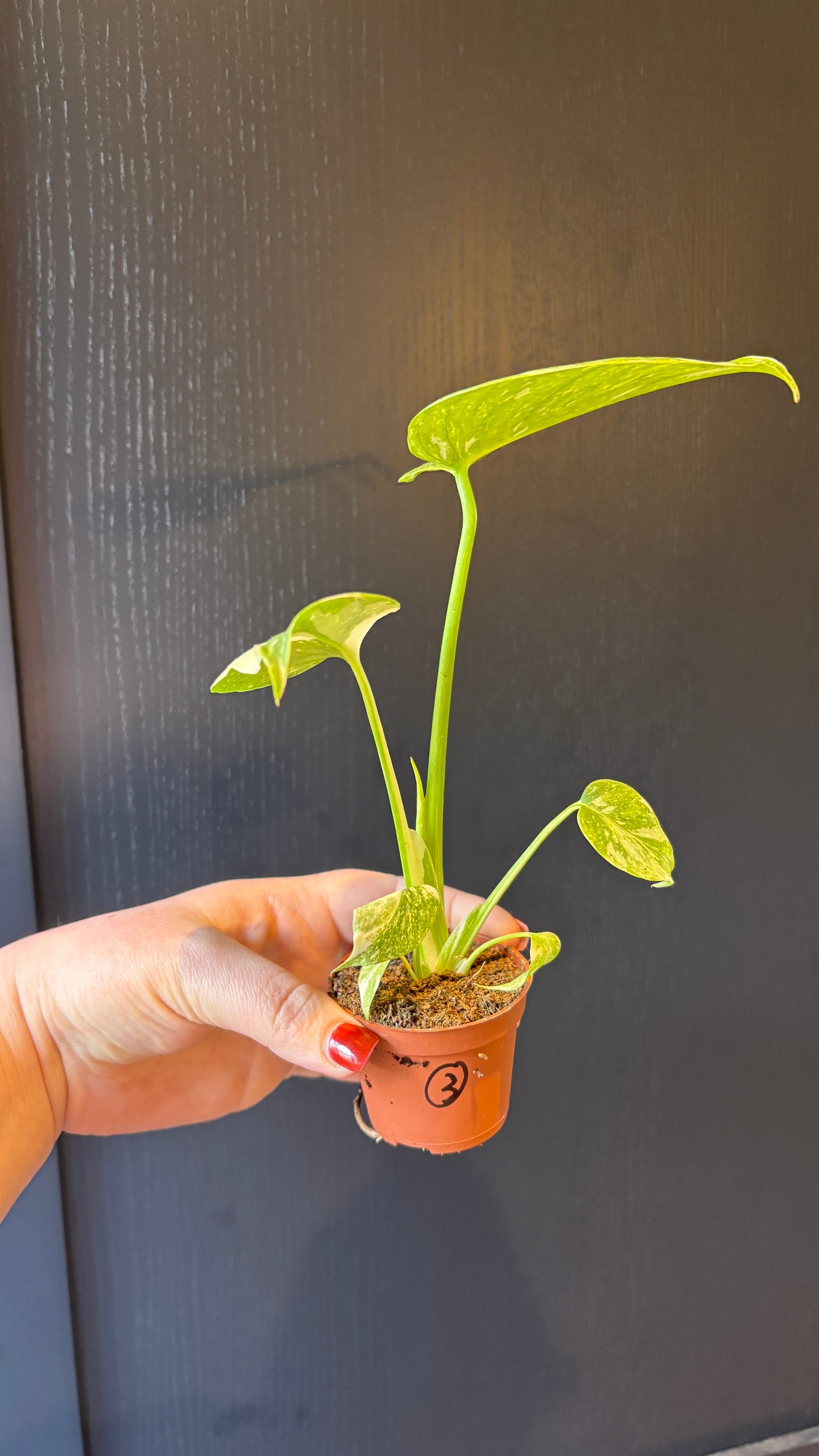 Monstera Thai Constellation 6cm pot- most ready to upgrade pot size (grab a bargain!)