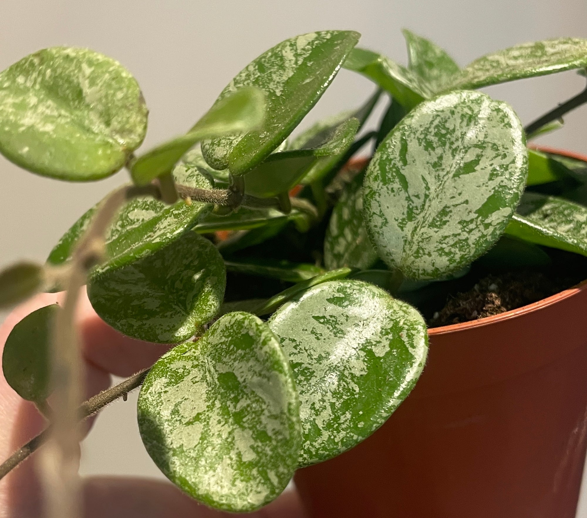 Strings ‘N’ Things Strings 'n' Things