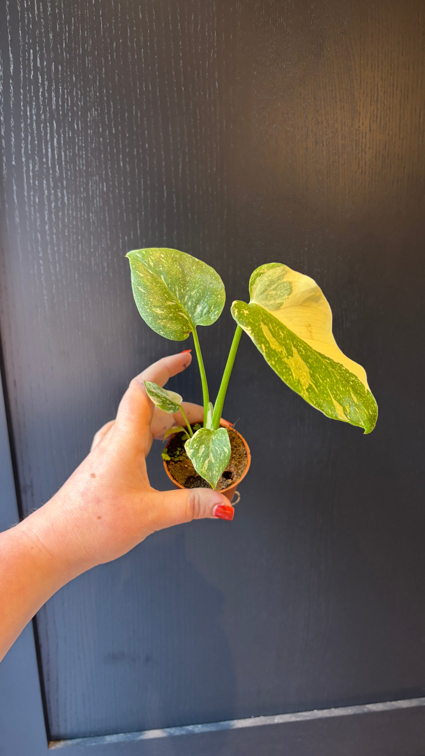 Monstera Thai Constellation 6cm pot- most ready to upgrade pot size (grab a bargain!)