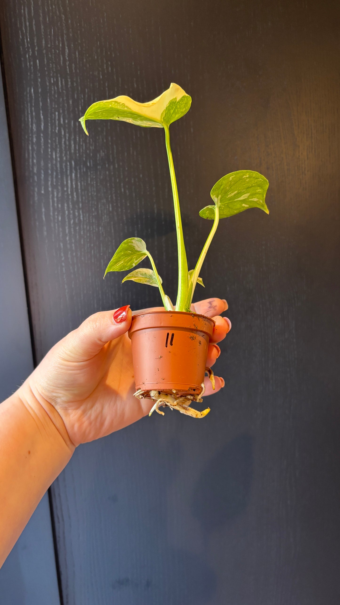 Monstera Thai Constellation 6cm pot- most ready to upgrade pot size (grab a bargain!)